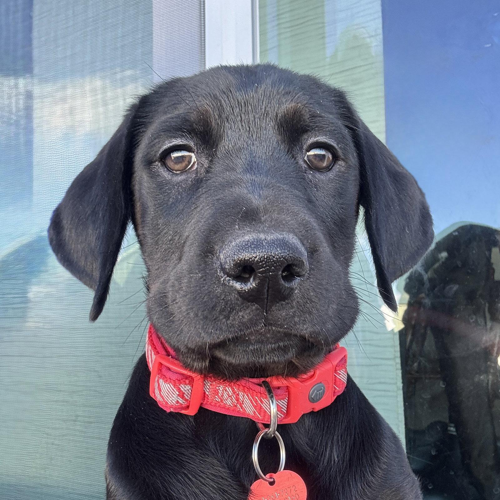 Pager, Adoptable, Young Female Retriever & Spaniel.