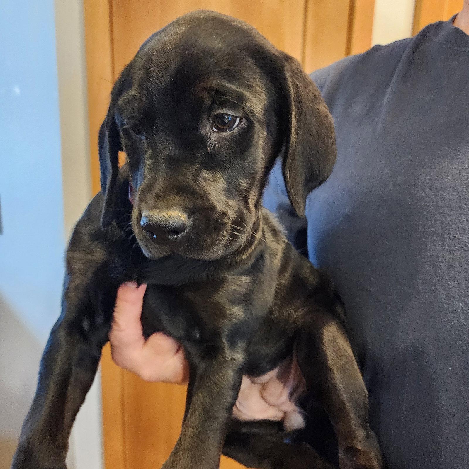 Enlarge Pager, a Adoptable mixed breed in Fargo, ND image 2/3