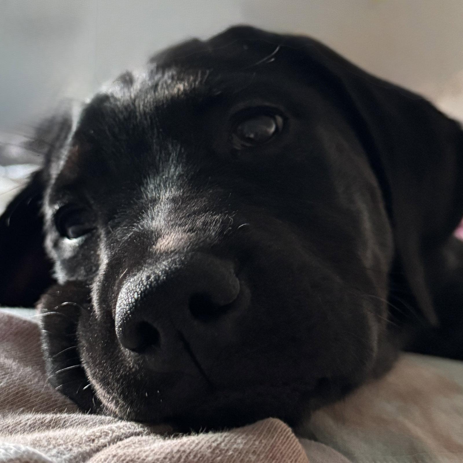 Enlarge Pager, a Adoptable mixed breed in Fargo, ND image 3/3