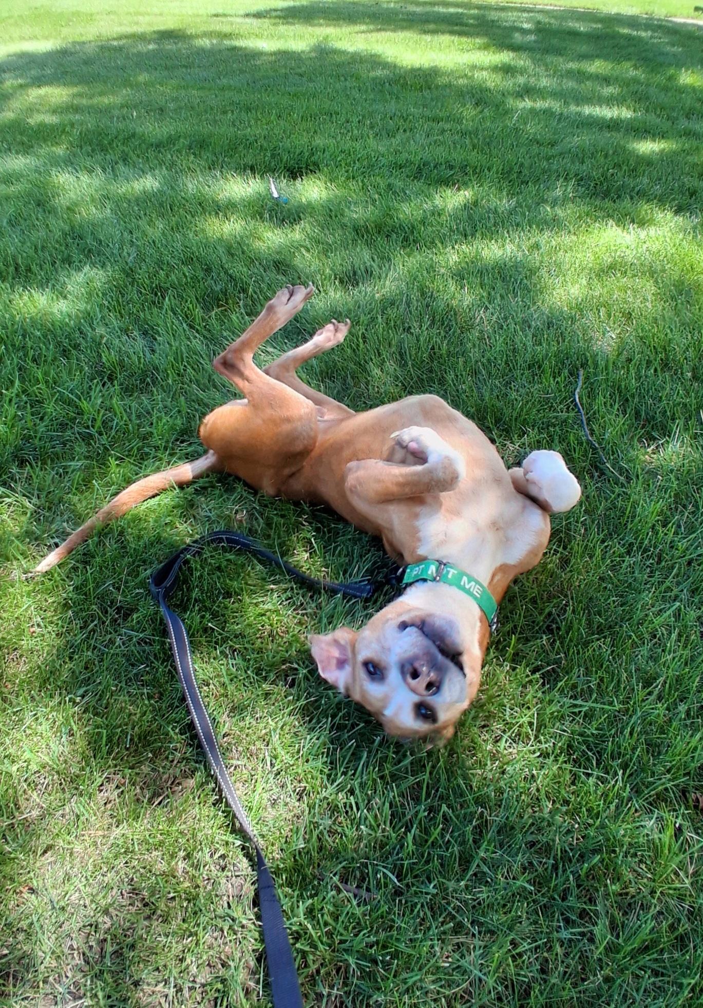 Amos, Adoptable, Senior Male Hound.