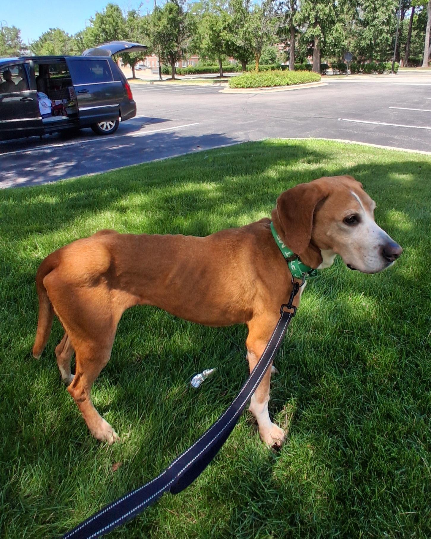 Amos, a Adoptable Hound in Elmhurst, IL image 2/6
