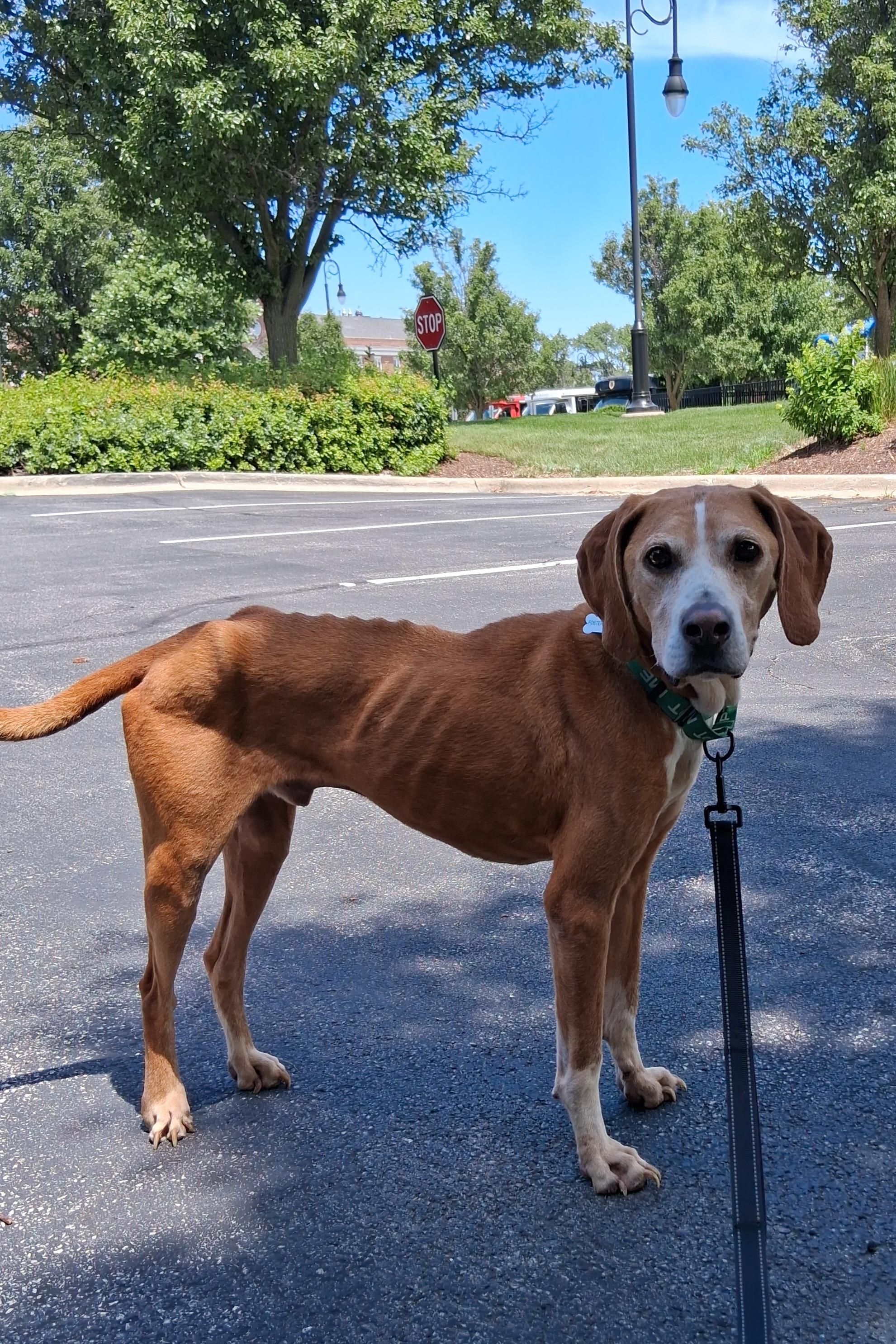 Amos, a Adoptable Hound in Elmhurst, IL image 3/6