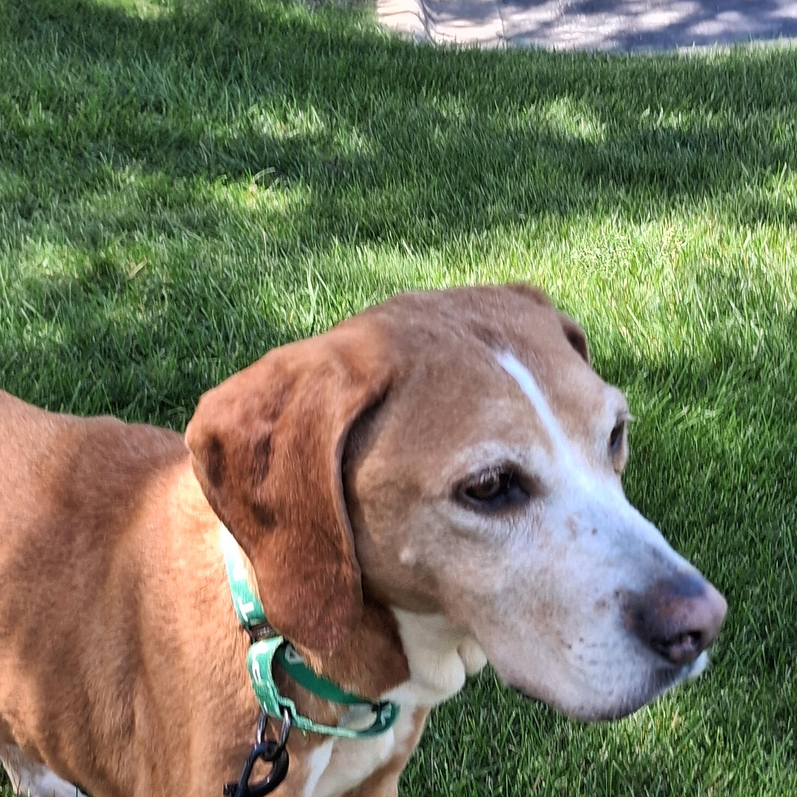 Amos, a Adoptable Hound in Elmhurst, IL image 4/6