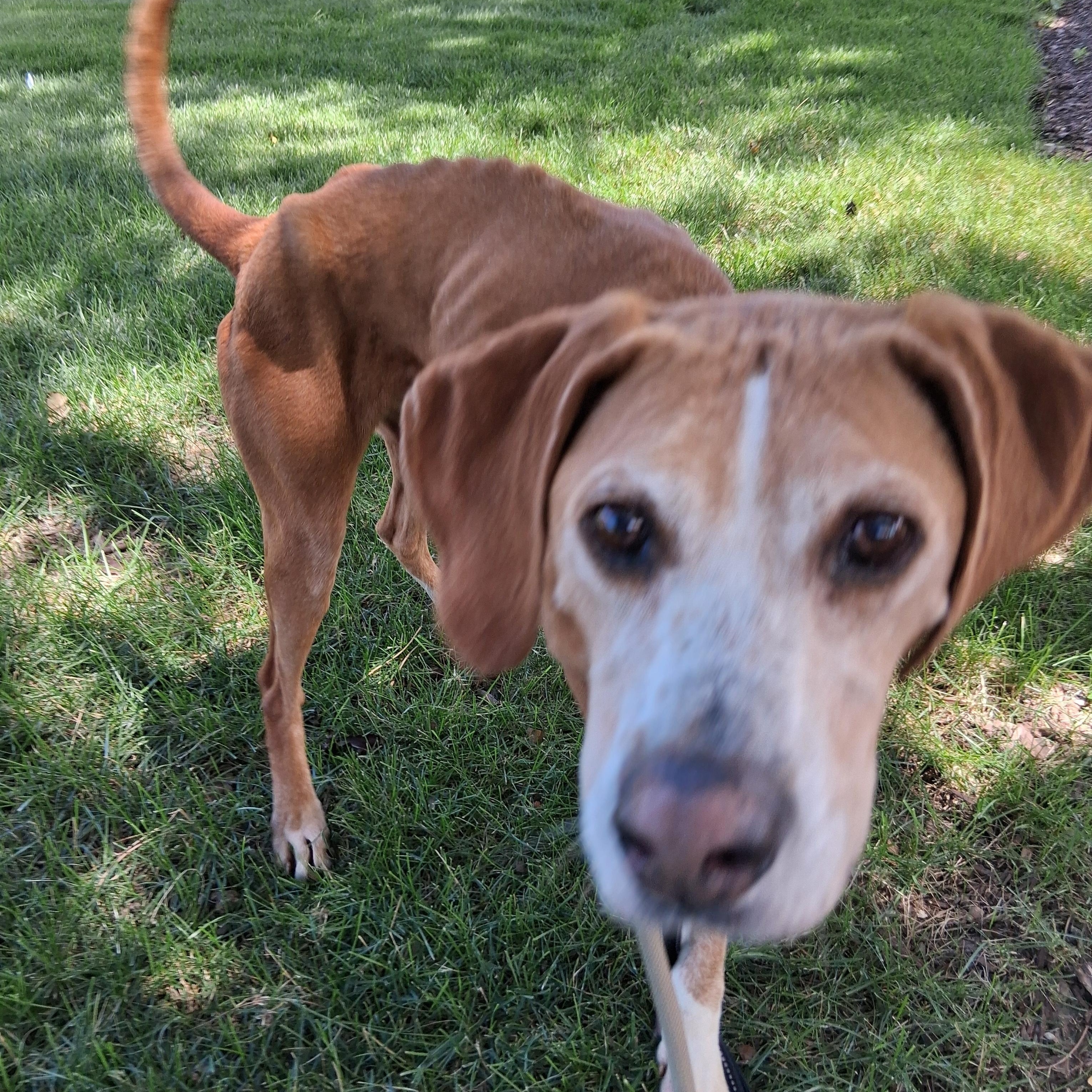 Amos, a Adoptable Hound in Elmhurst, IL image 5/6