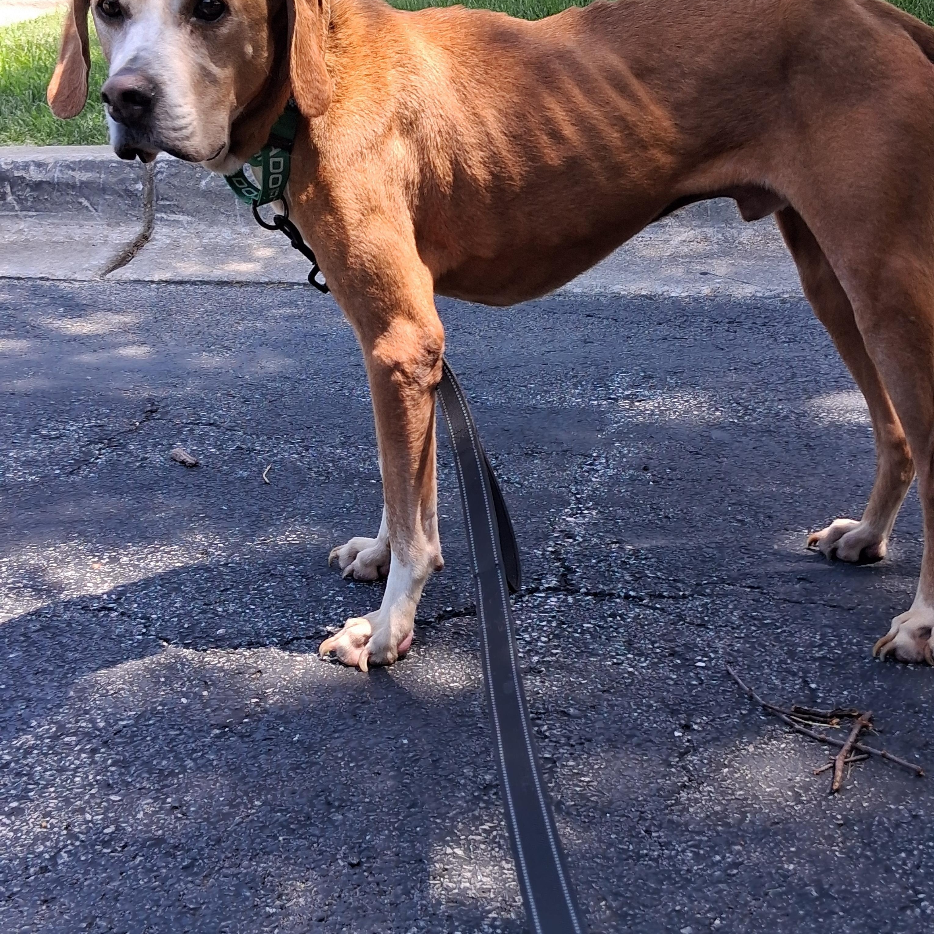 Amos, a Adoptable Hound in Elmhurst, IL image 6/6