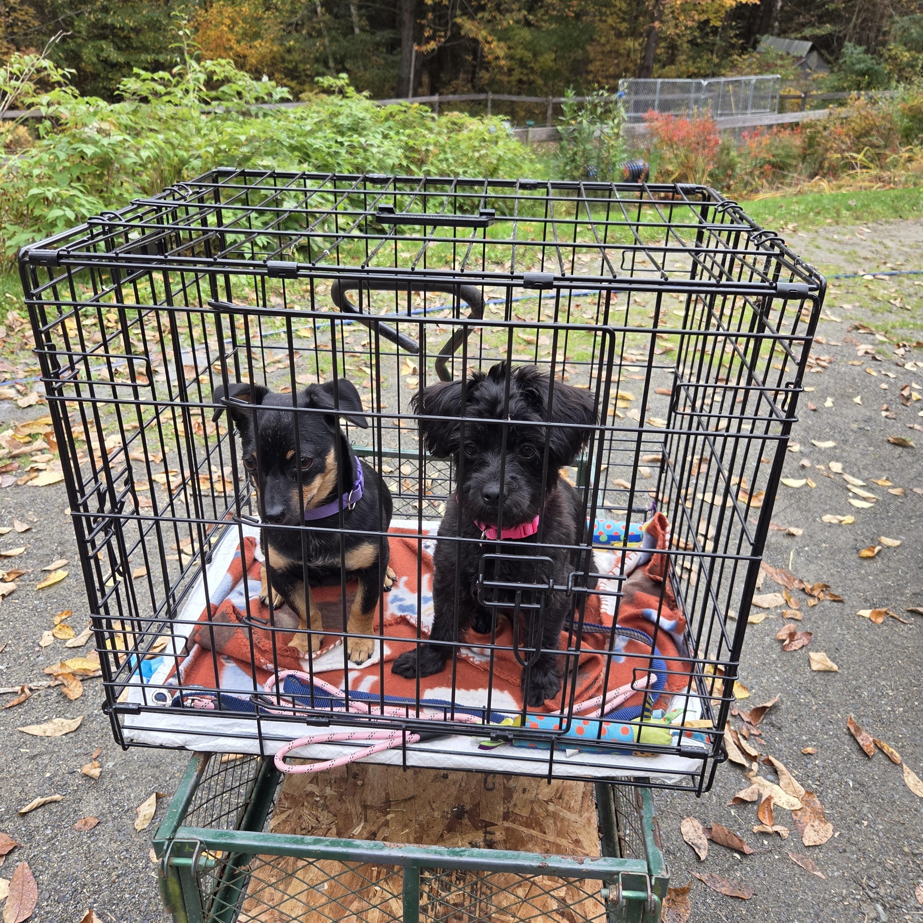 Keeley and Becks, Adoptable, Young Female Miniature Poodle.