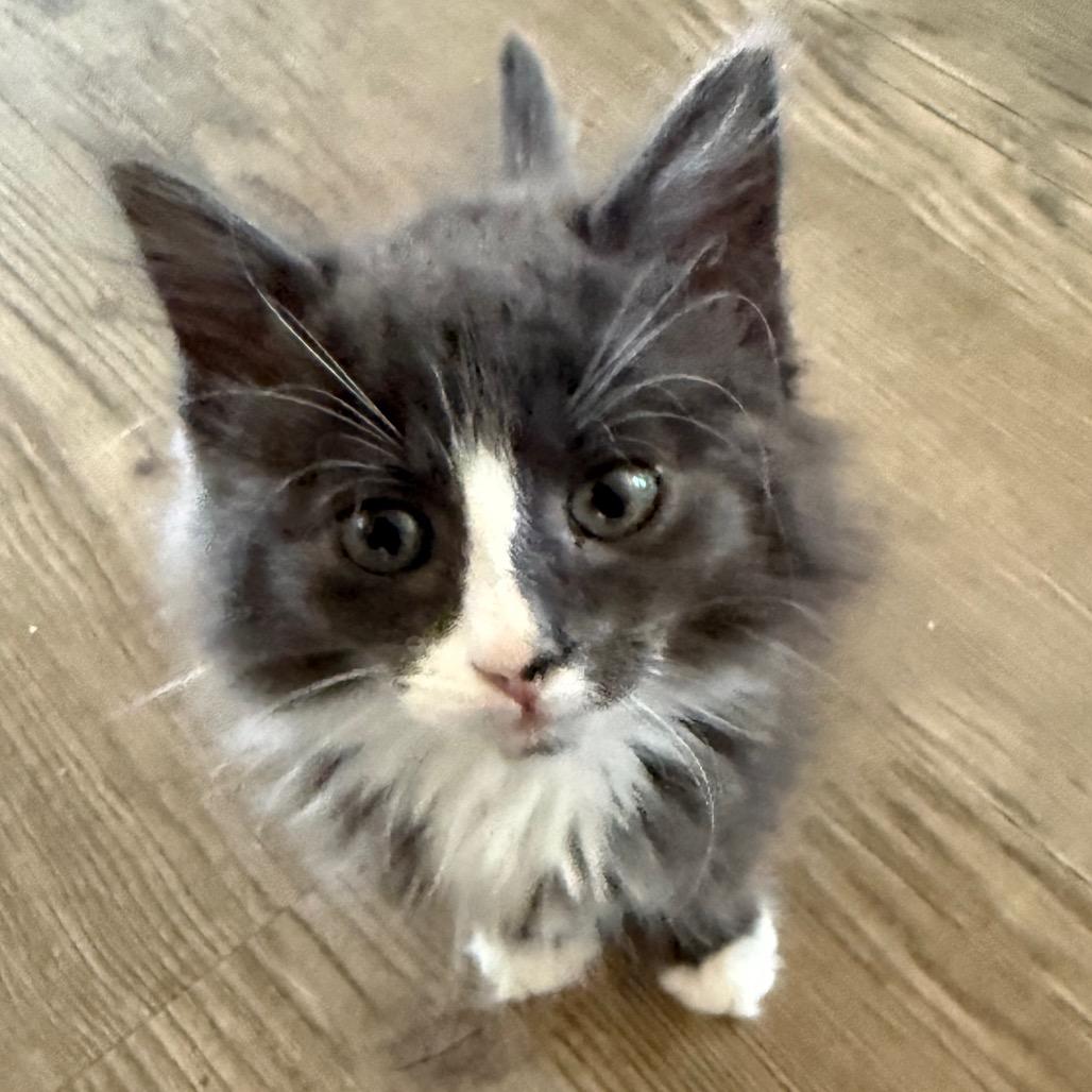 Enlarge Frost, a Adoptable Domestic Medium Hair in Ferndale, WA image 1/4