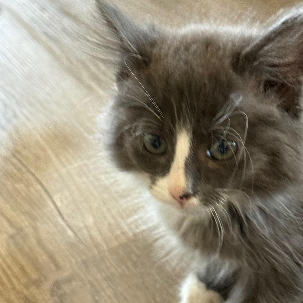 Enlarge Frost, a Adoptable Domestic Medium Hair in Ferndale, WA image 3/4