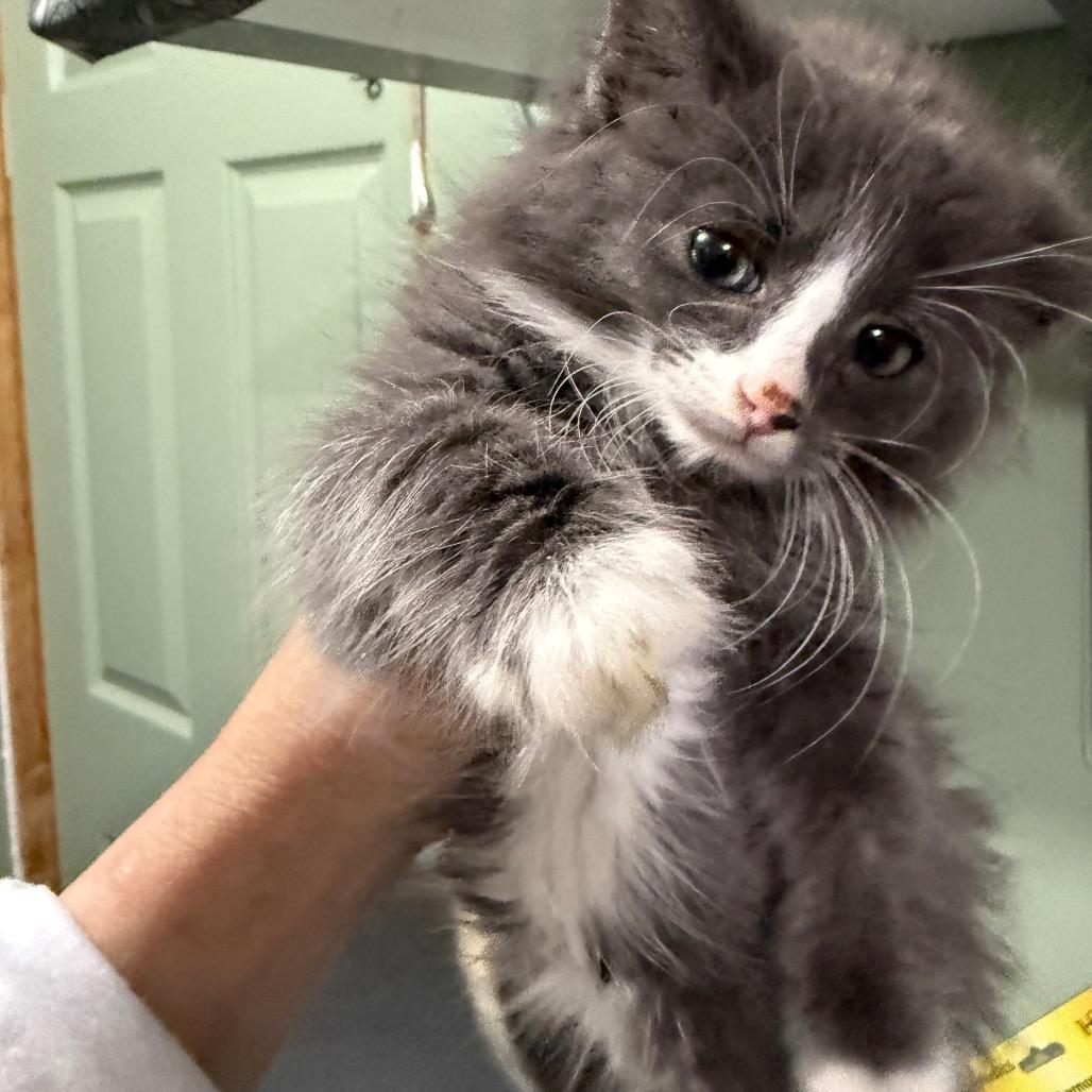 Enlarge Frost, a Adoptable Domestic Medium Hair in Ferndale, WA image 4/4