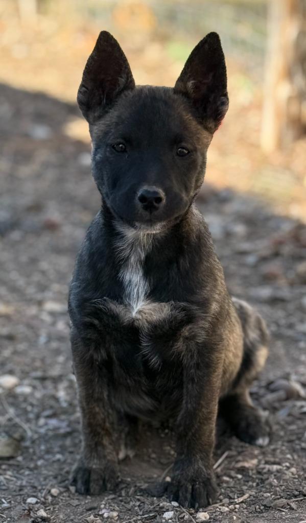 Enlarge Ember, a Adoptable mixed breed in Junction, TX image 1/1