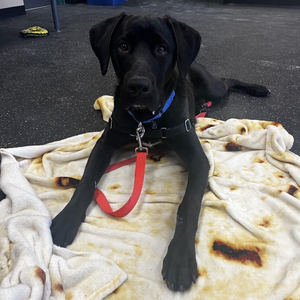 Max, Adoptable, Young Male Mixed Breed.