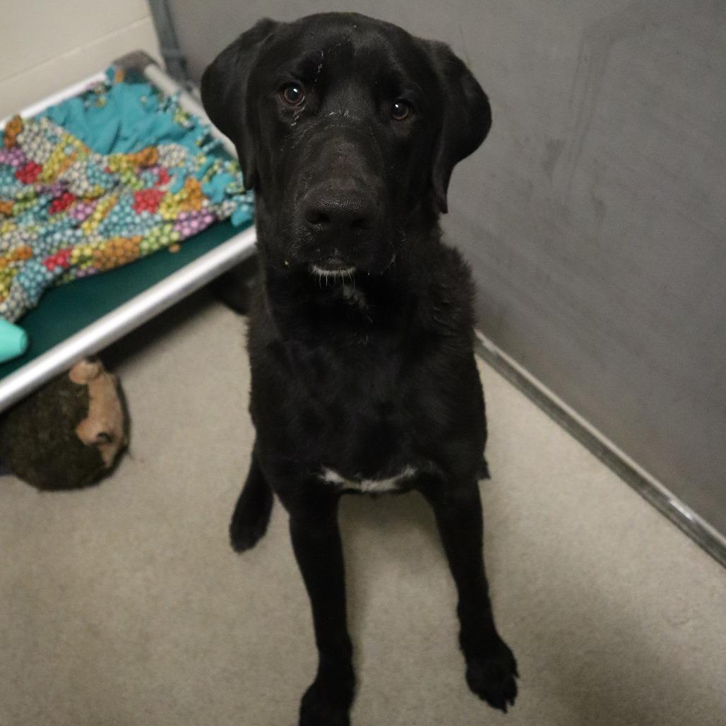 Enlarge Max, a Adoptable Mixed Breed in Waukesha, WI image 2/2