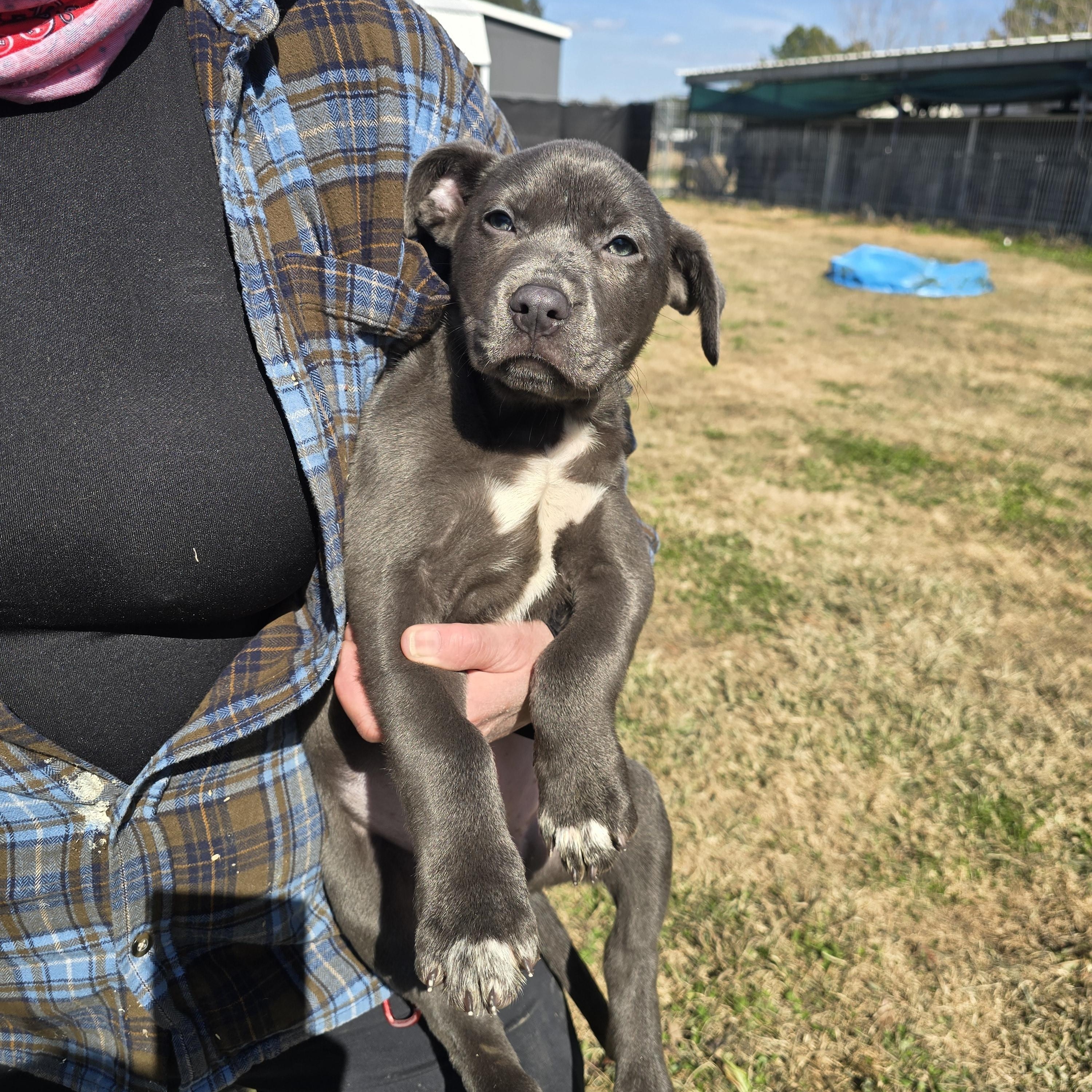 Enlarge Lucy, a ADOPTABLE mixed breed in Hampton, VA image 1/3