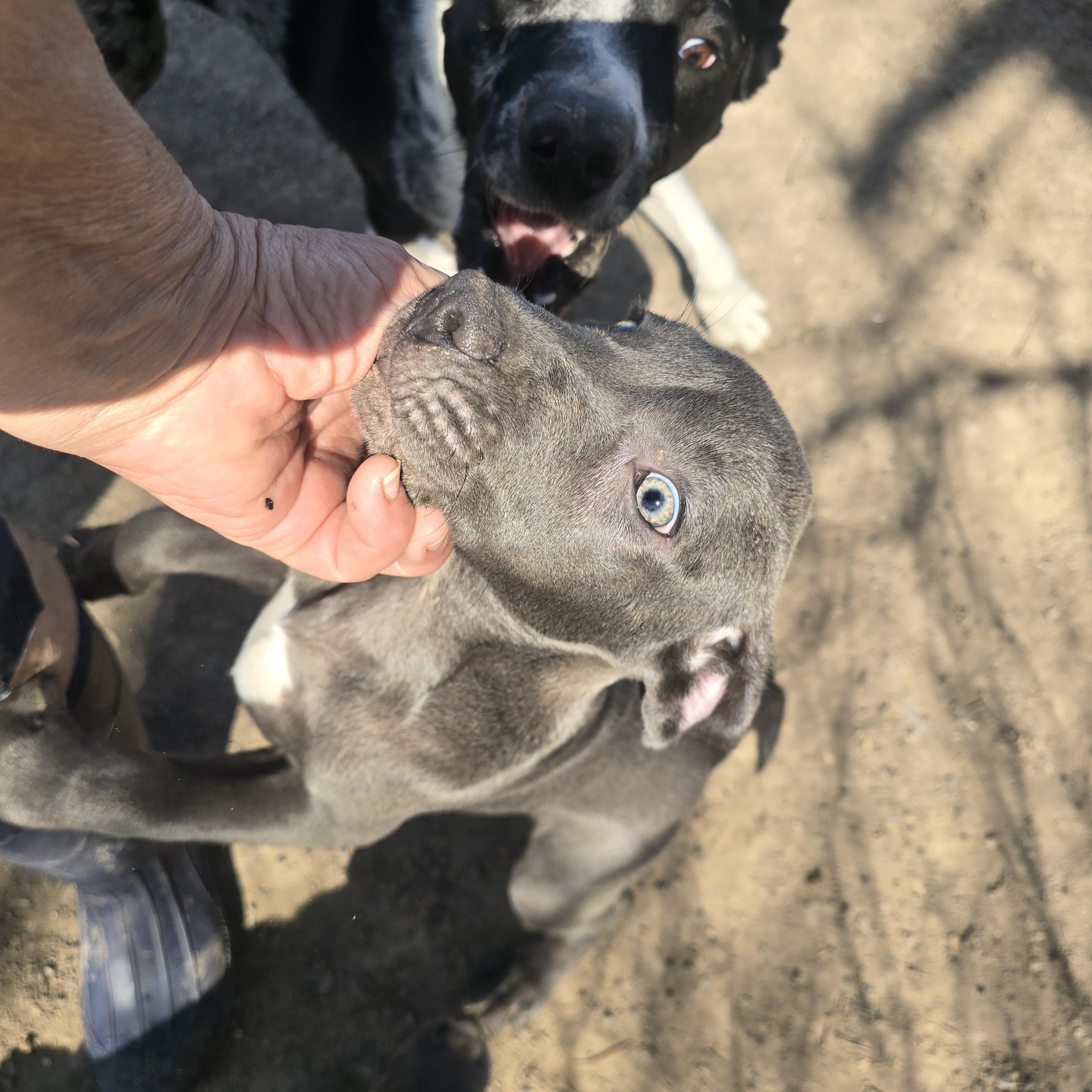 Enlarge Lucy, a ADOPTABLE mixed breed in Hampton, VA image 2/3