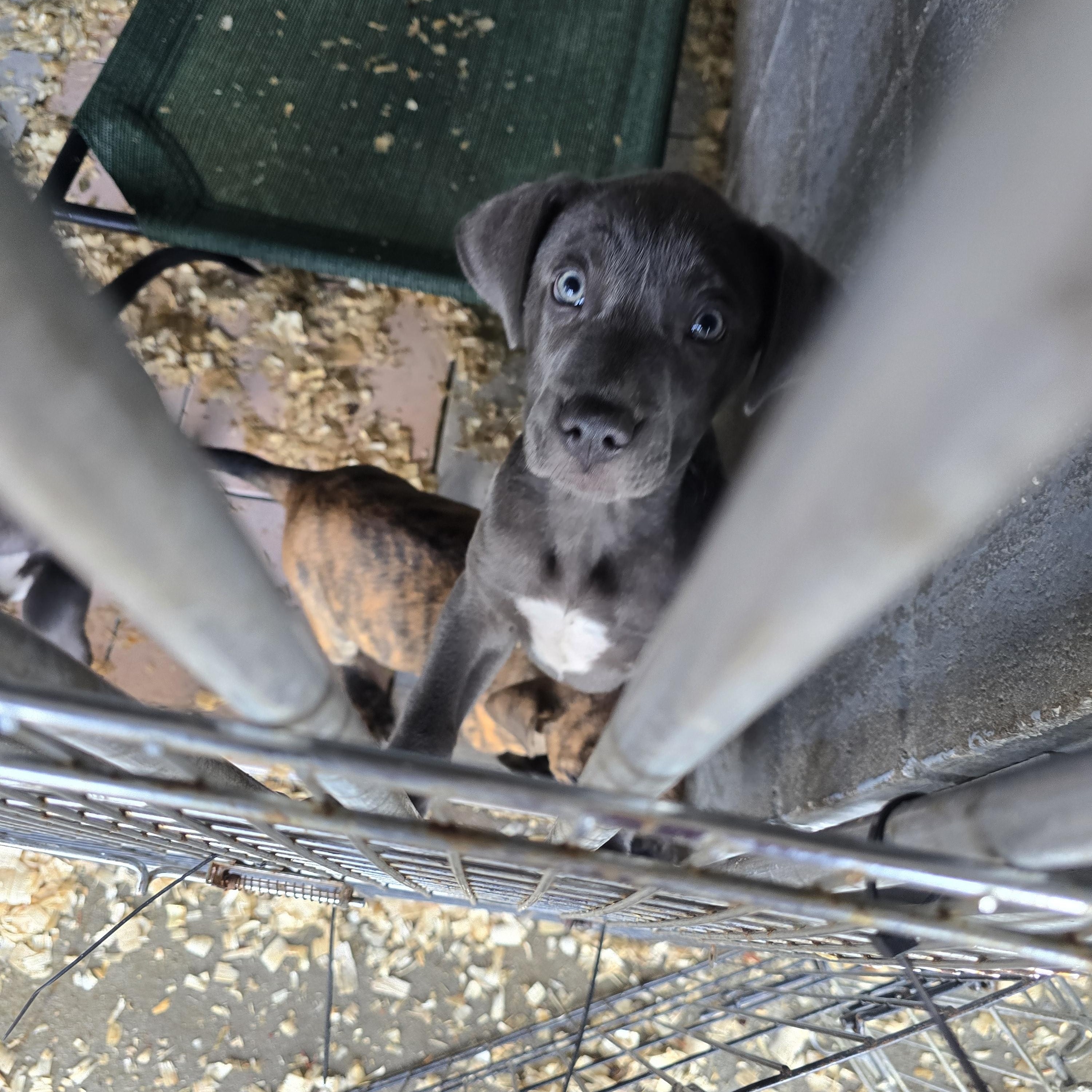 Enlarge Lucy, a ADOPTABLE mixed breed in Hampton, VA image 3/3
