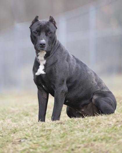 Raspberry — thumbnail 2