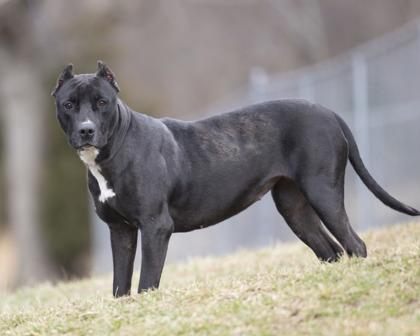 Raspberry — thumbnail 3