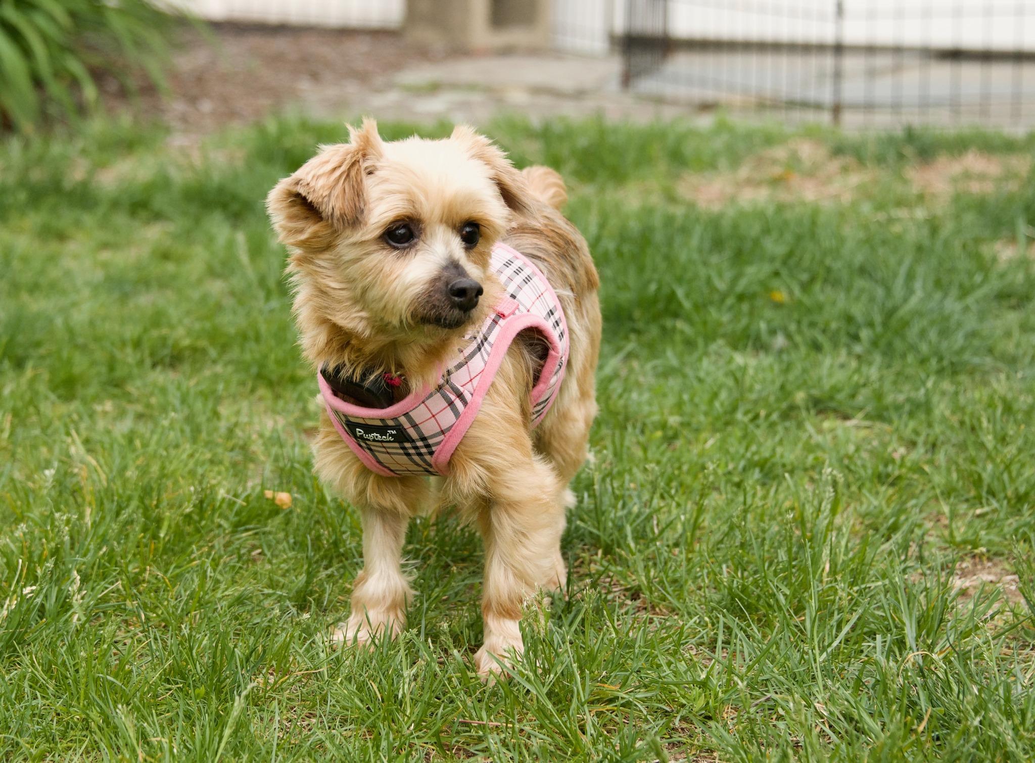 Lucy Lou, an adoptable mixed breed in Hopkinton, MA image 2/6
