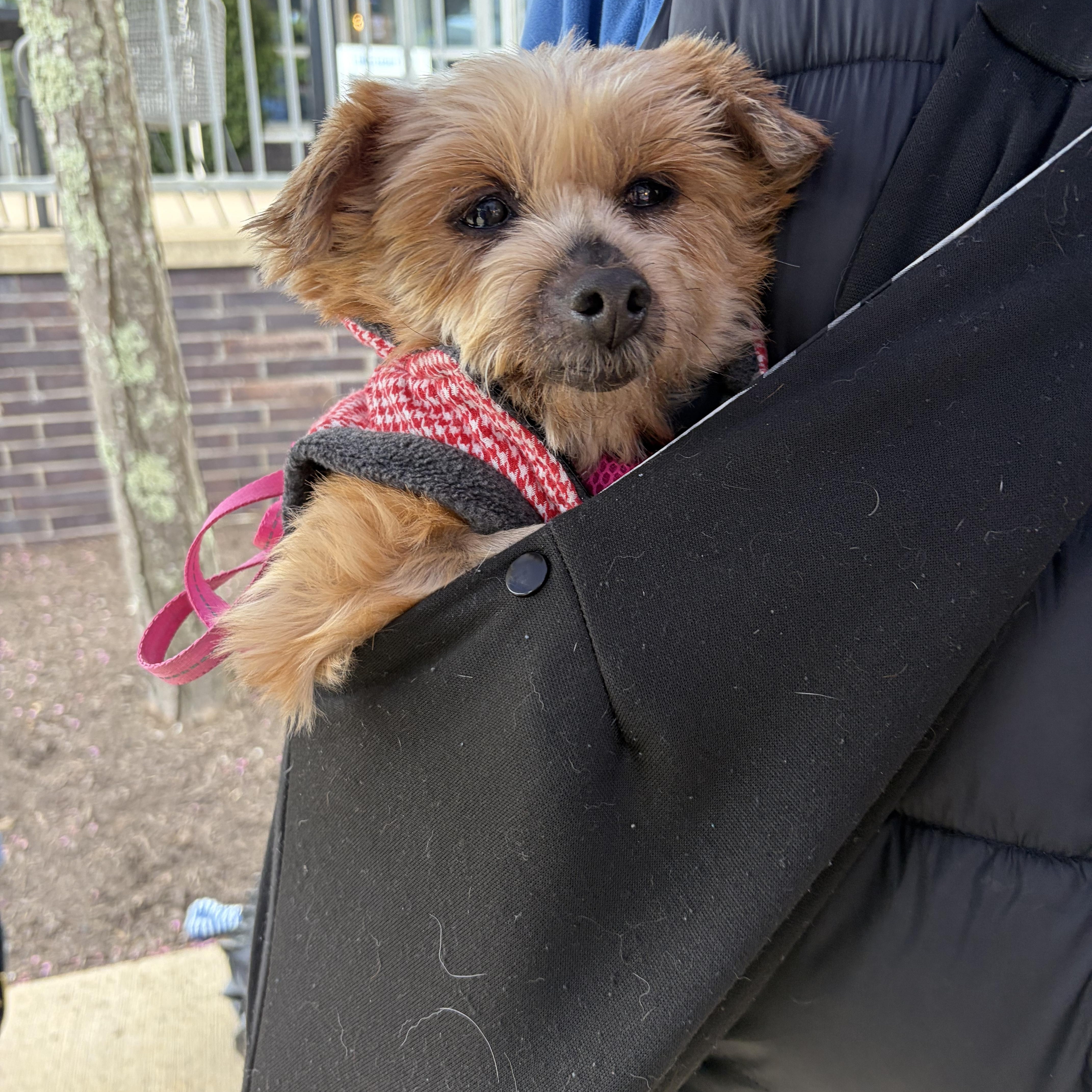 Lucy Lou, an adoptable mixed breed in Hopkinton, MA image 3/6