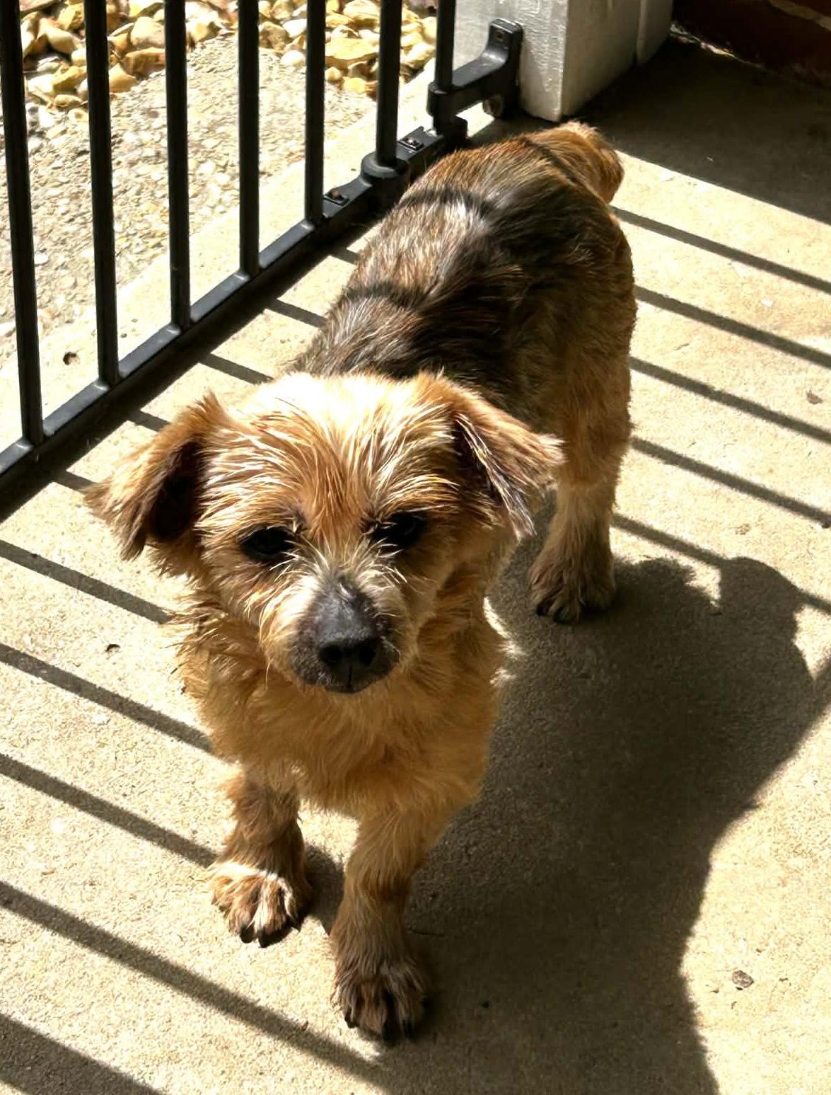 Lucy Lou, an adoptable mixed breed in Hopkinton, MA image 5/6