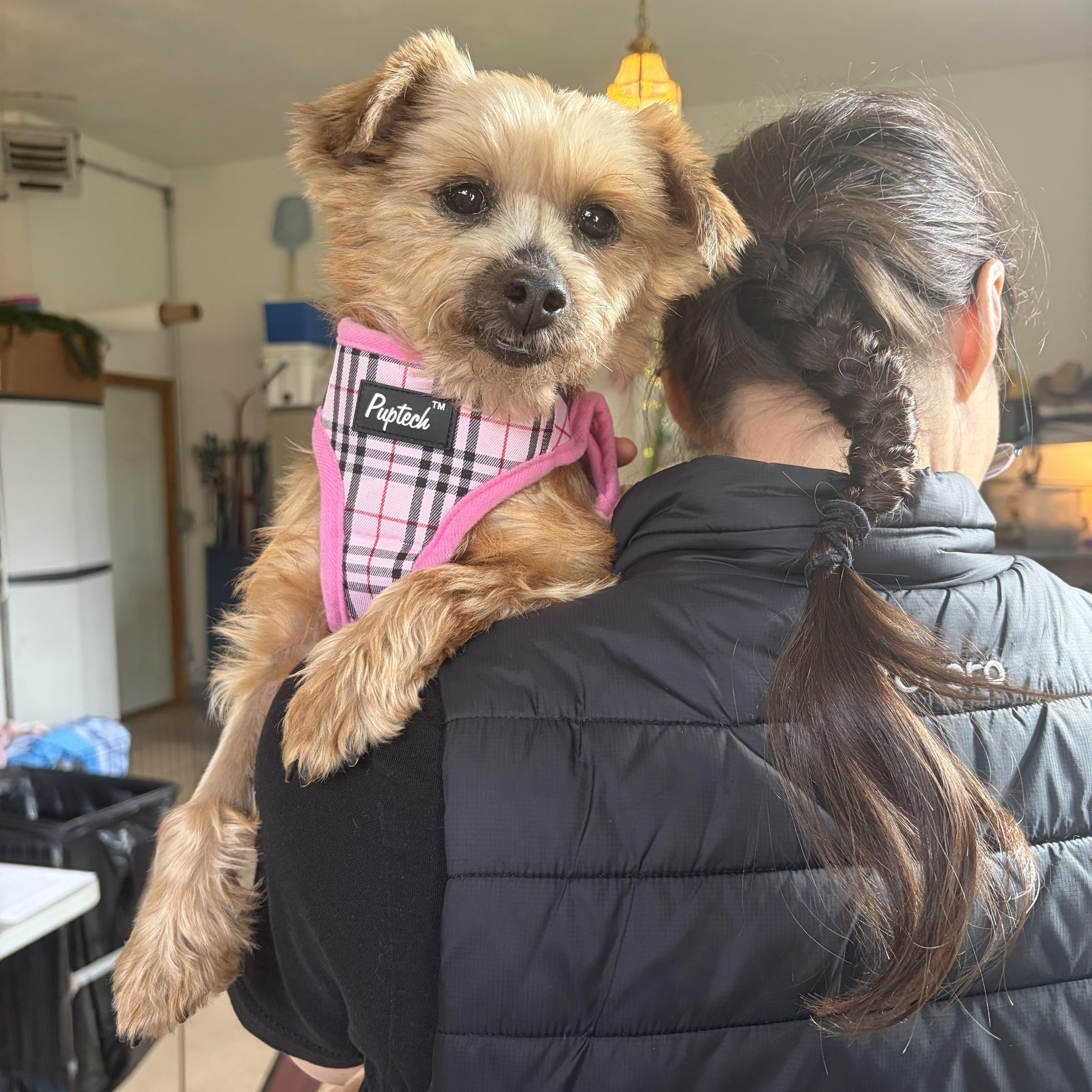 Lucy Lou, an adoptable mixed breed in Hopkinton, MA image 6/6
