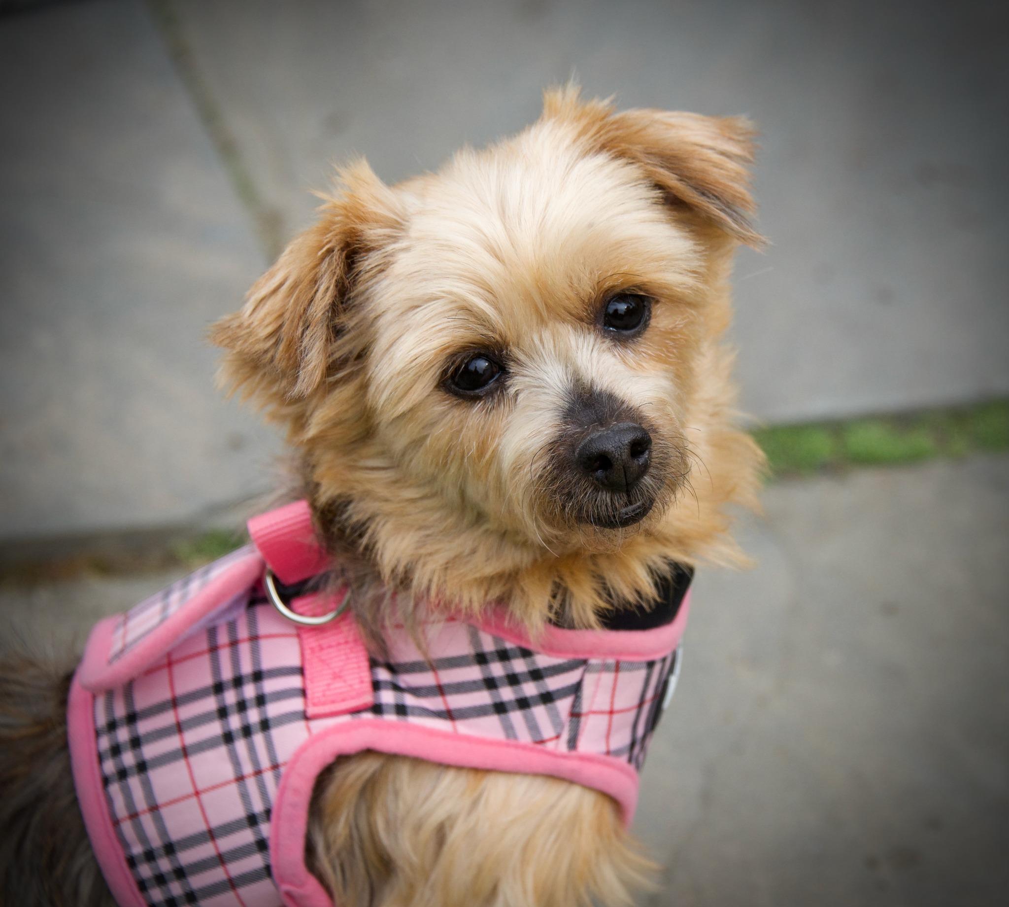 Lucy Lou, an adoptable mixed breed in Hopkinton, MA image 1/6