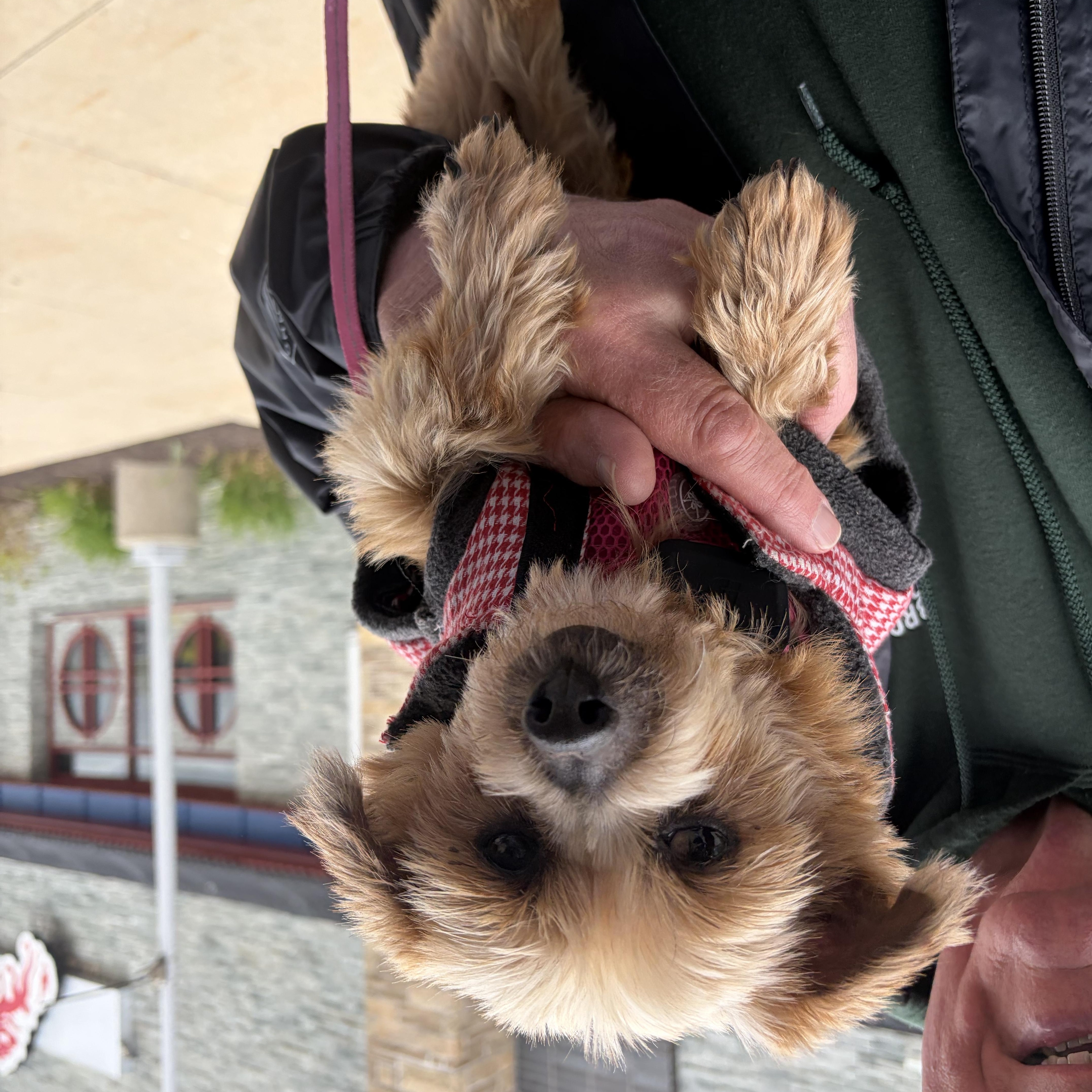 Lucy Lou, an adoptable mixed breed in Hopkinton, MA image 4/6
