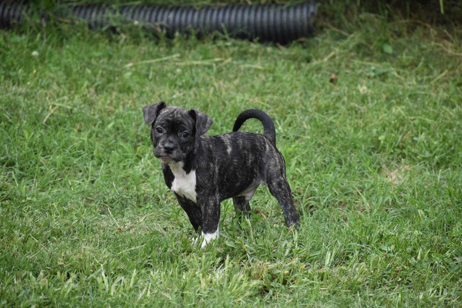 Enlarge Basil- Lacy's Litter, a ADOPTABLE mixed breed in Manassas, VA image 1/3
