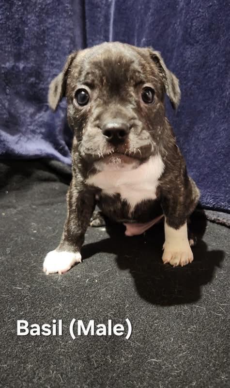 Enlarge Basil- Lacy's Litter, a ADOPTABLE mixed breed in Manassas, VA image 2/3