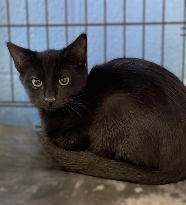 Hyatt, Adoptable, Kitten Male Domestic Short Hair.