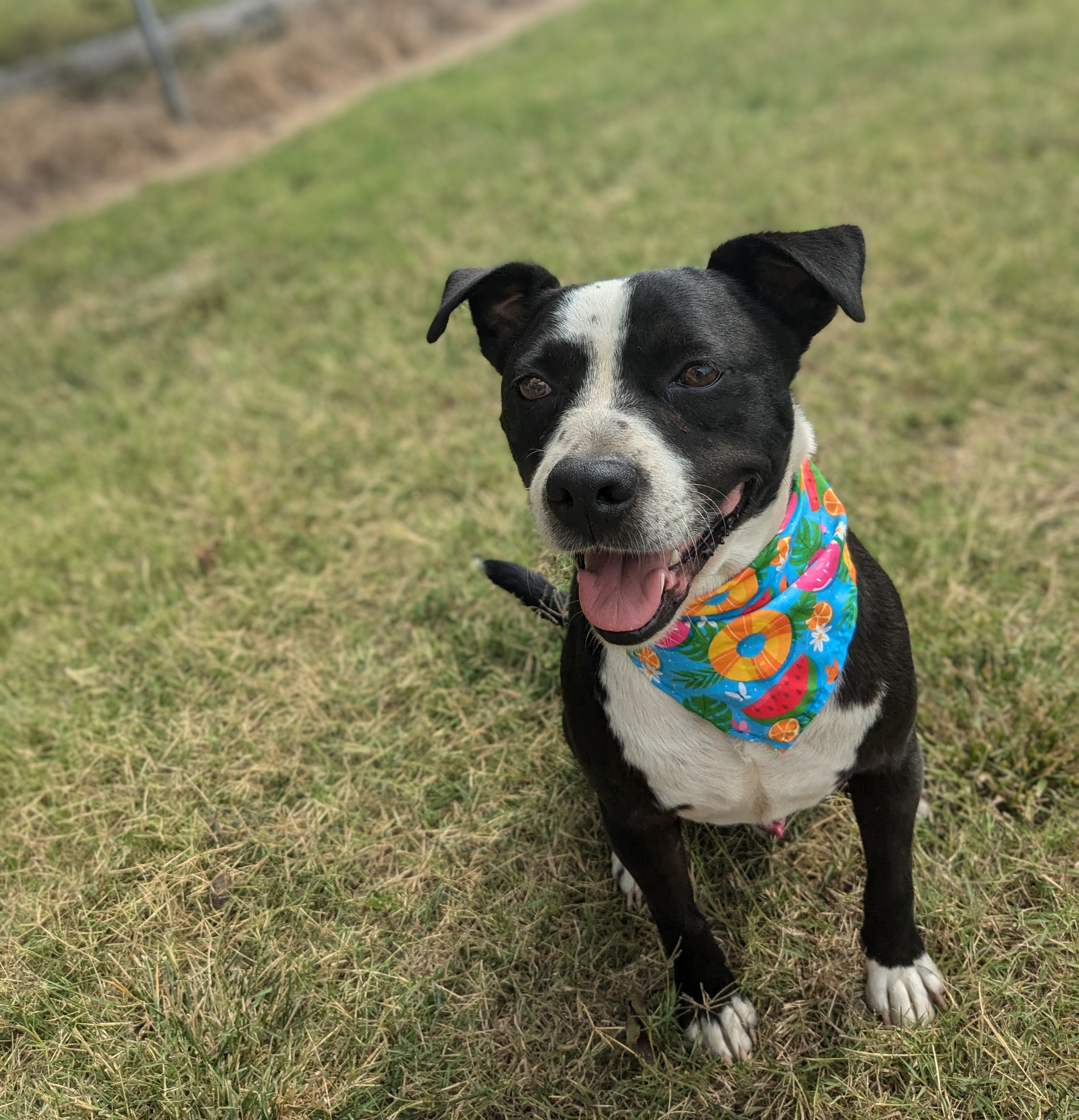 Enlarge Harley, a Adoptable mixed breed in Newport, AR image 1/12
