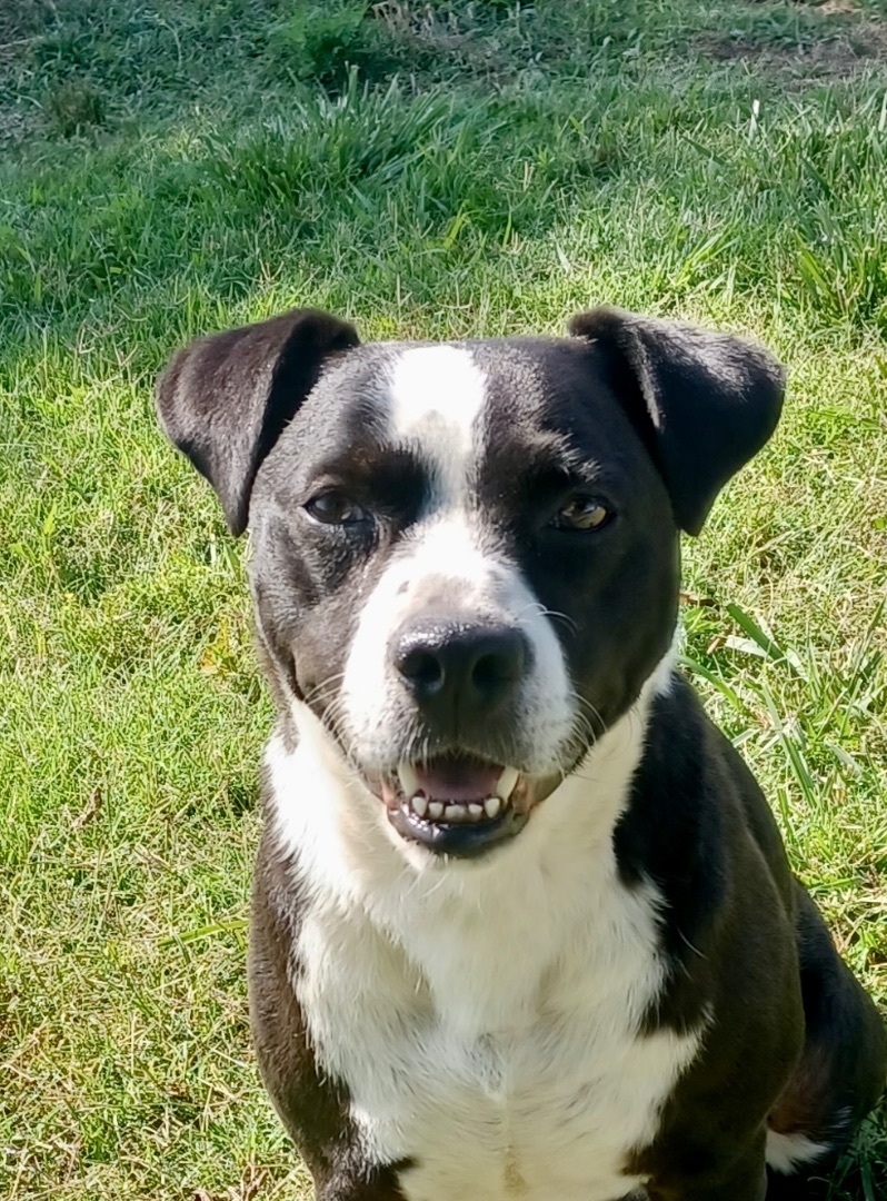 Enlarge Harley, a Adoptable mixed breed in Newport, AR image 2/12