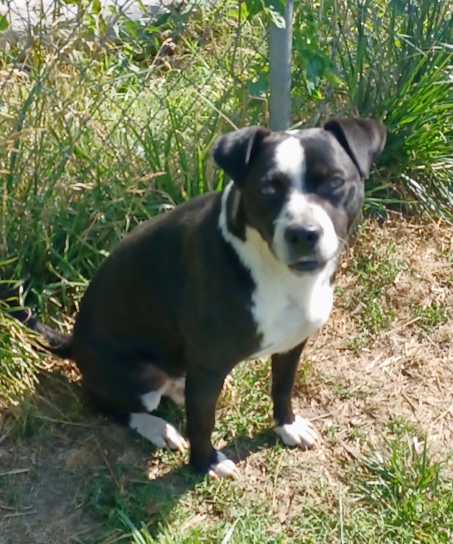 Enlarge Harley, a Adoptable mixed breed in Newport, AR image 4/12