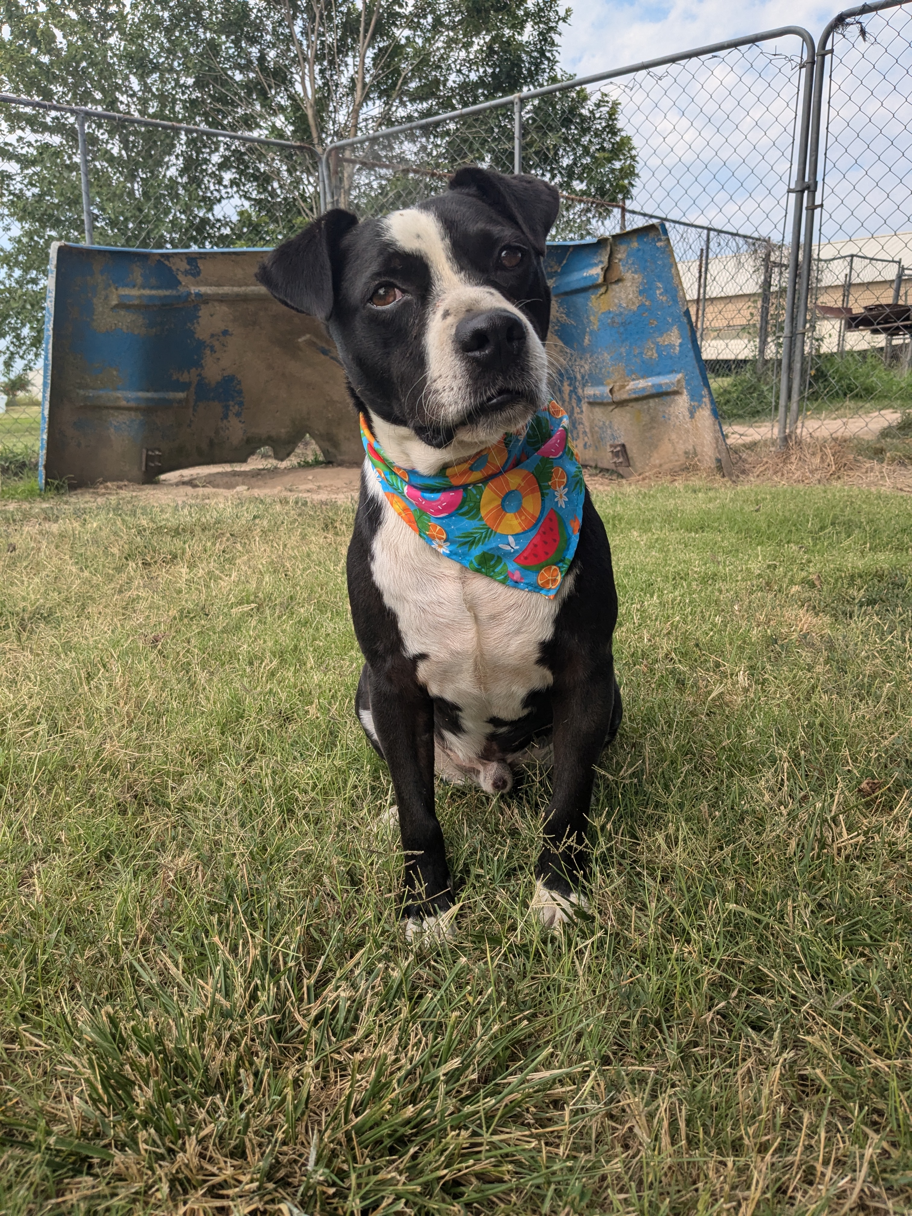 Enlarge Harley, a Adoptable mixed breed in Newport, AR image 5/12