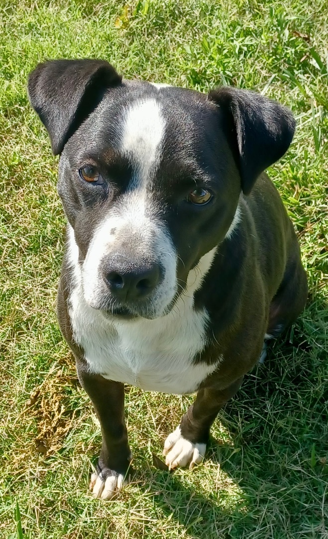 Enlarge Harley, a Adoptable mixed breed in Newport, AR image 6/12