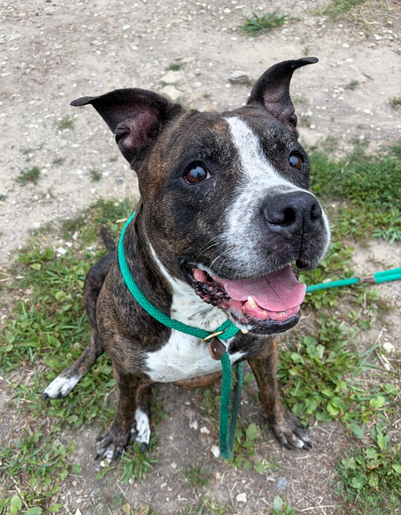 Enlarge Hennessy, a ADOPTABLE Pit Bull Terrier in Chicago, IL image 3/5
