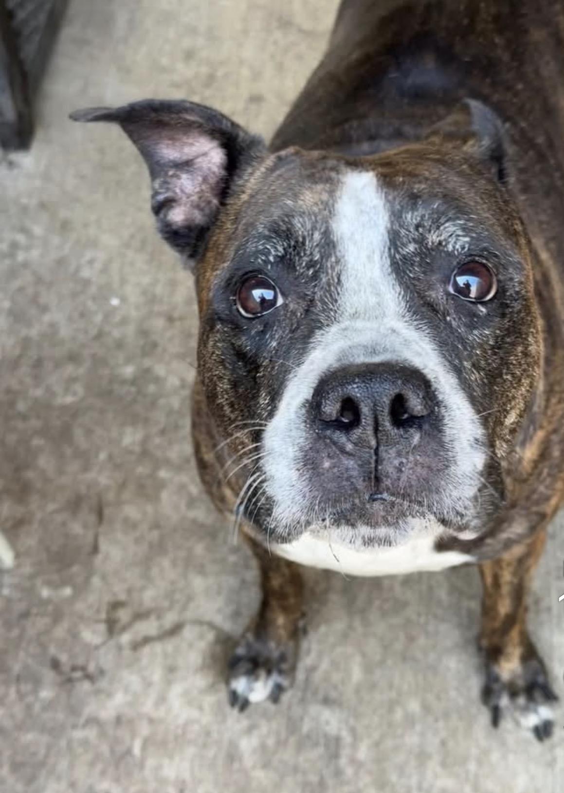 Enlarge Hennessy, a ADOPTABLE Pit Bull Terrier in Chicago, IL image 4/5