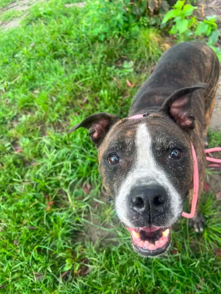 Enlarge Hennessy, a ADOPTABLE Pit Bull Terrier in Chicago, IL image 2/5
