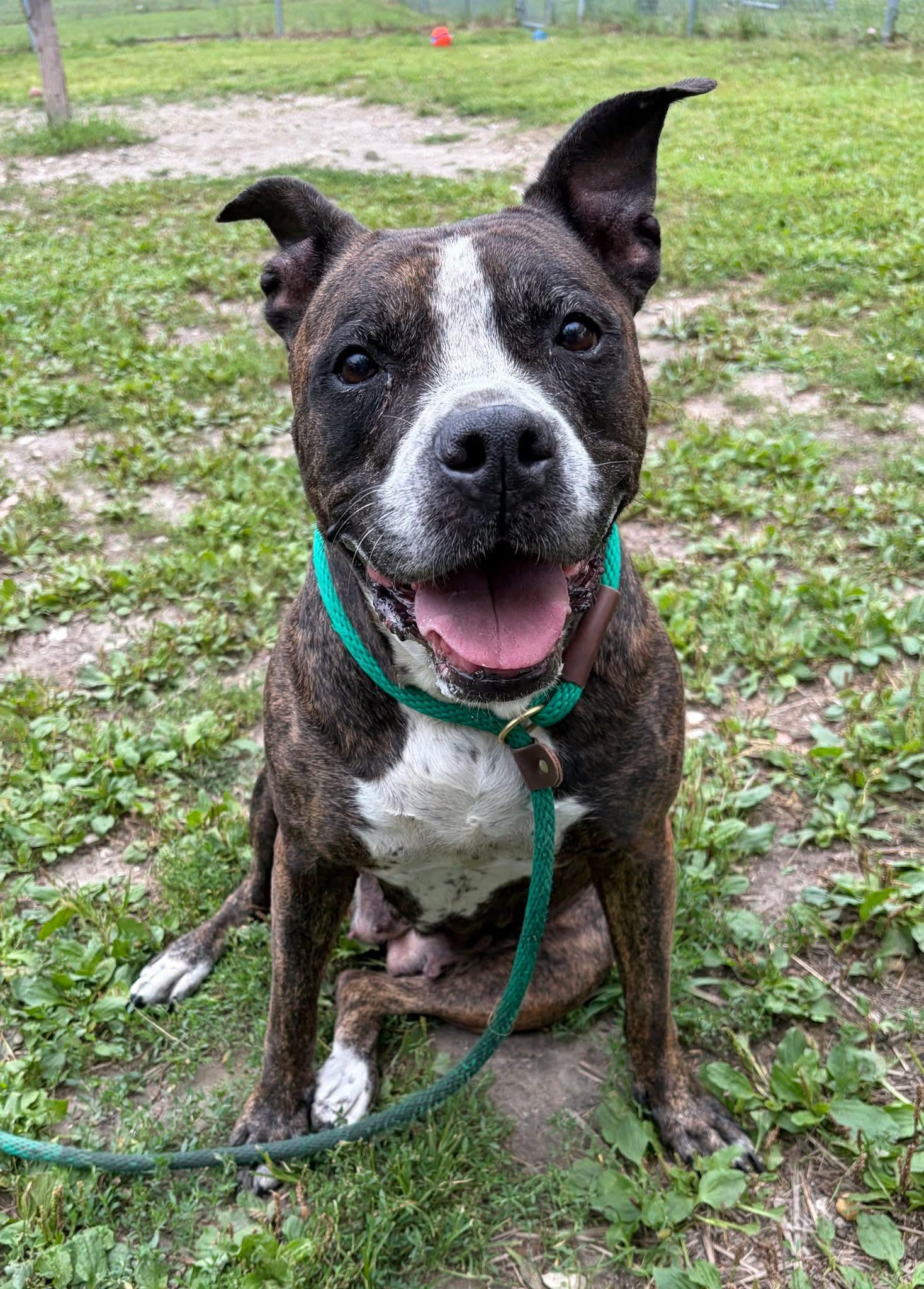 Hennessy, ADOPTABLE, Senior Female Pit Bull Terrier.