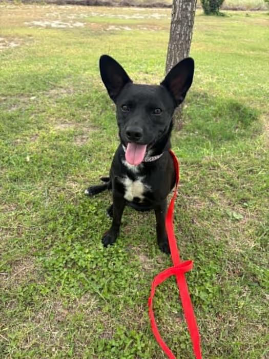 Indy, ADOPTABLE, Adult Female Mixed Breed.