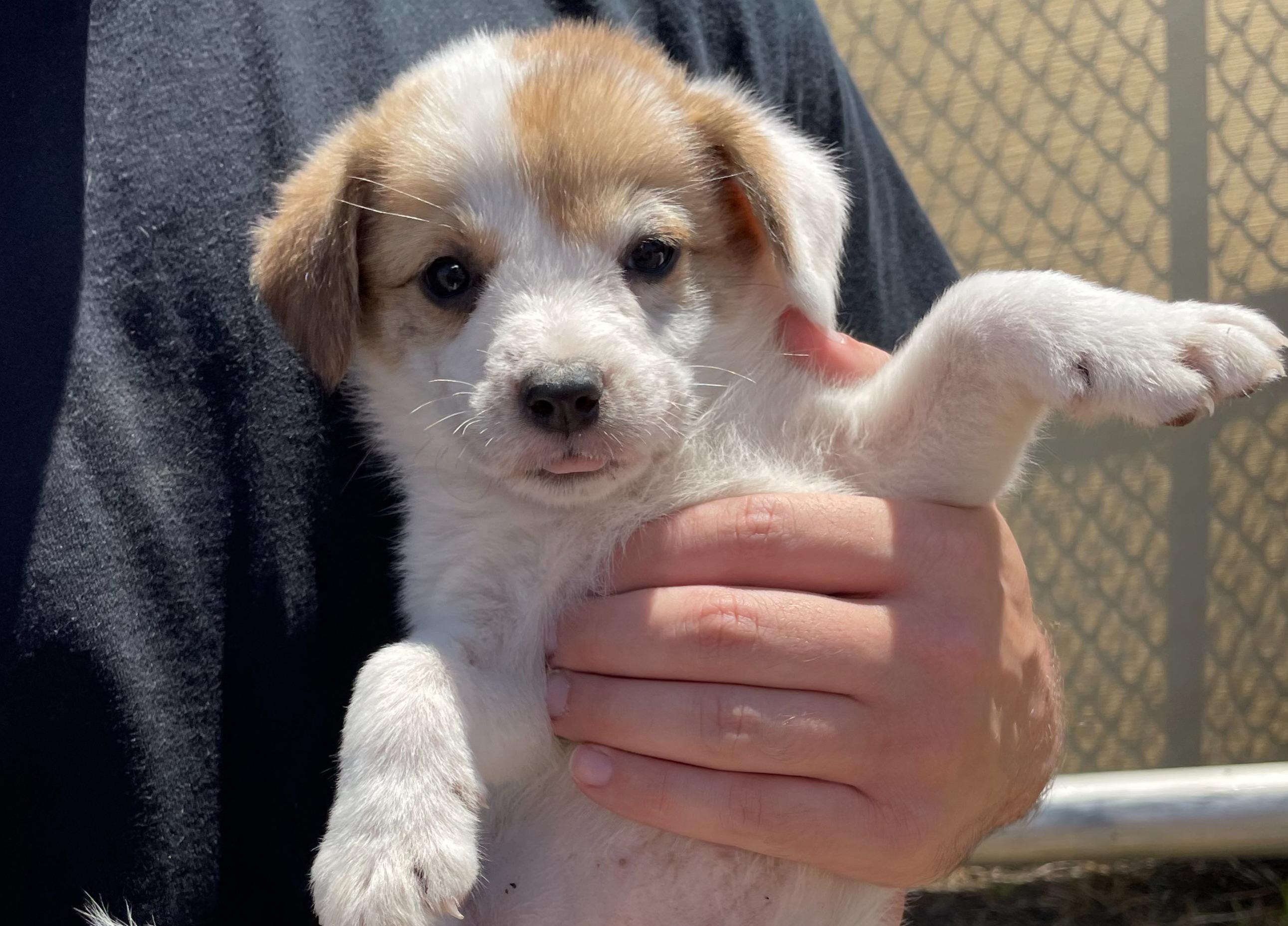 Miss Crabtree, an adoptable Mixed Breed in Portales, NM, 88130 | Photo Image 1