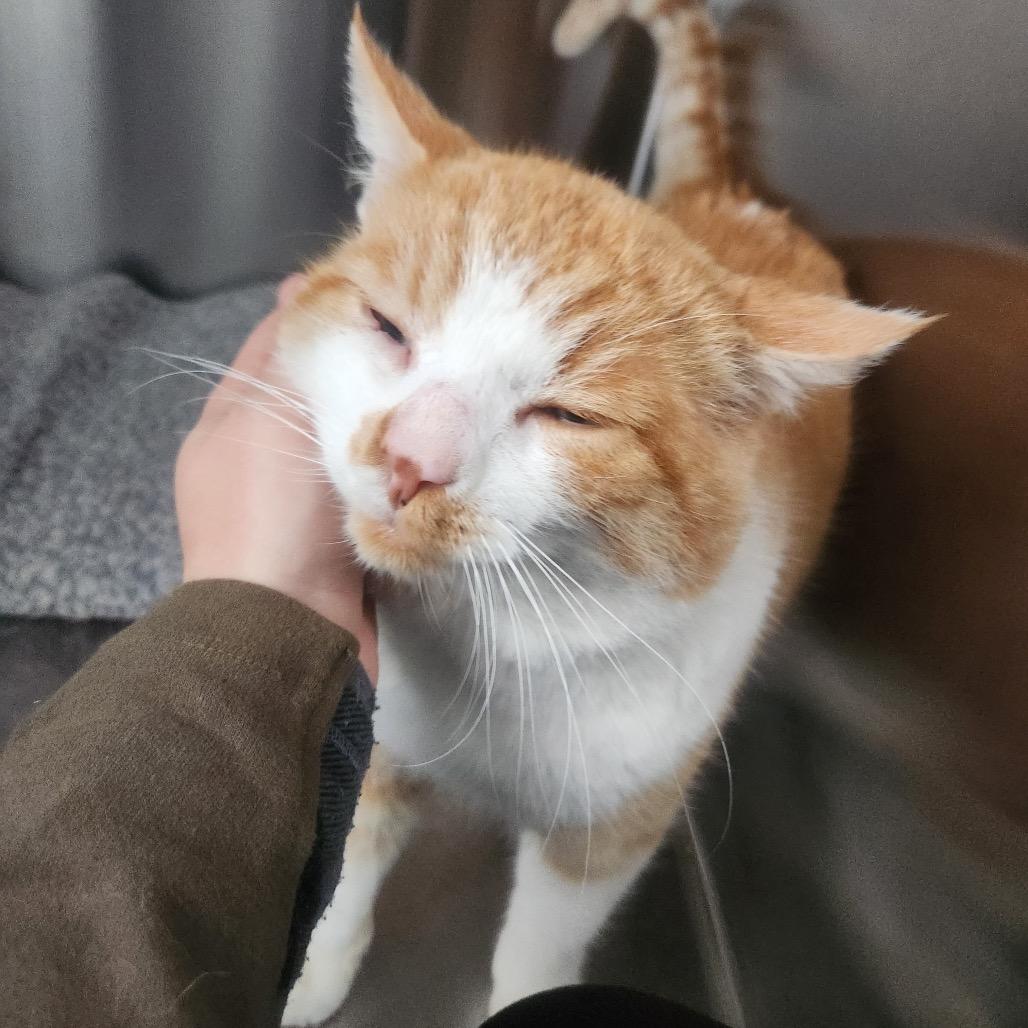 Nutcracker, a Adoptable Domestic Short Hair in Talent, OR image 1/4