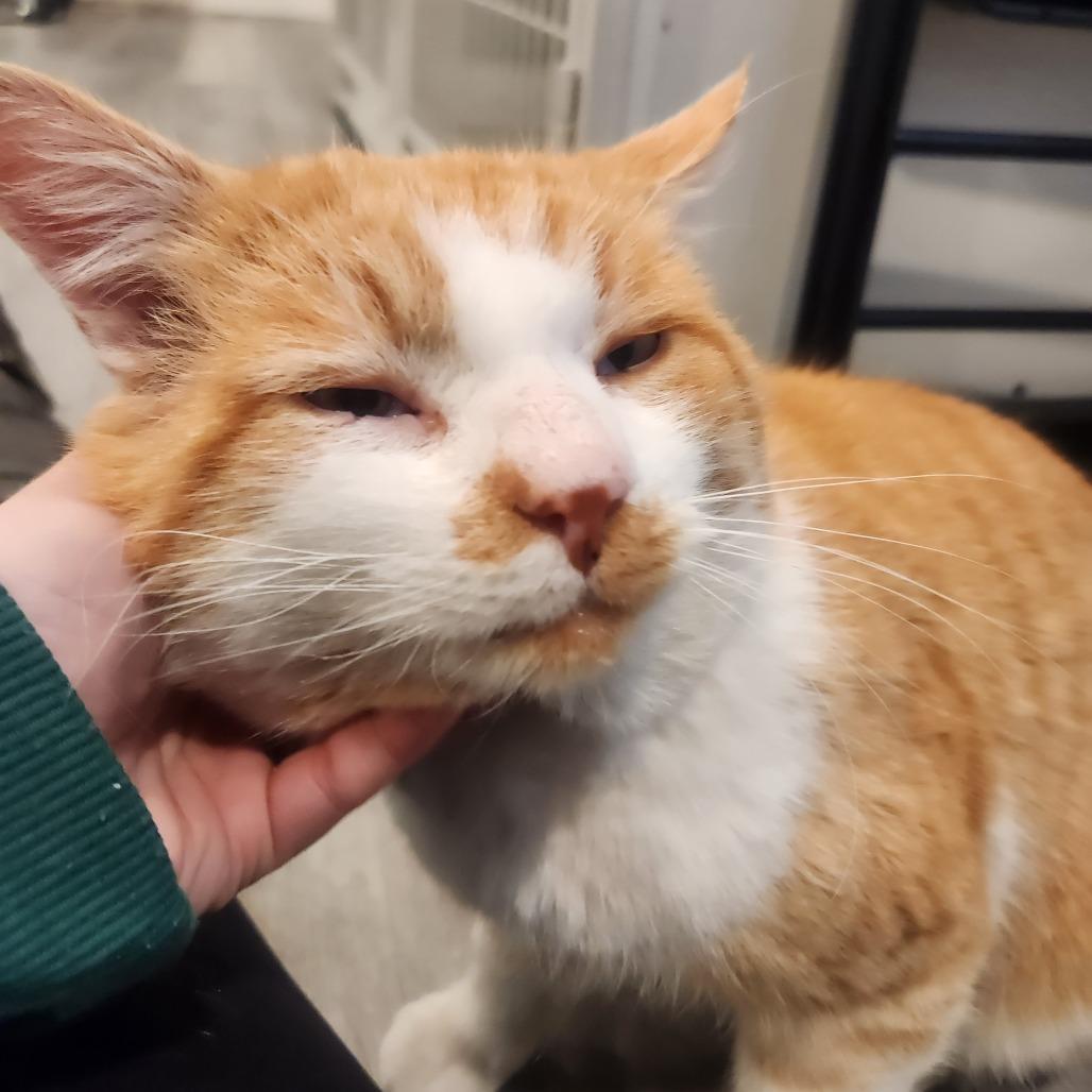 Nutcracker, a Adoptable Domestic Short Hair in Talent, OR image 2/6