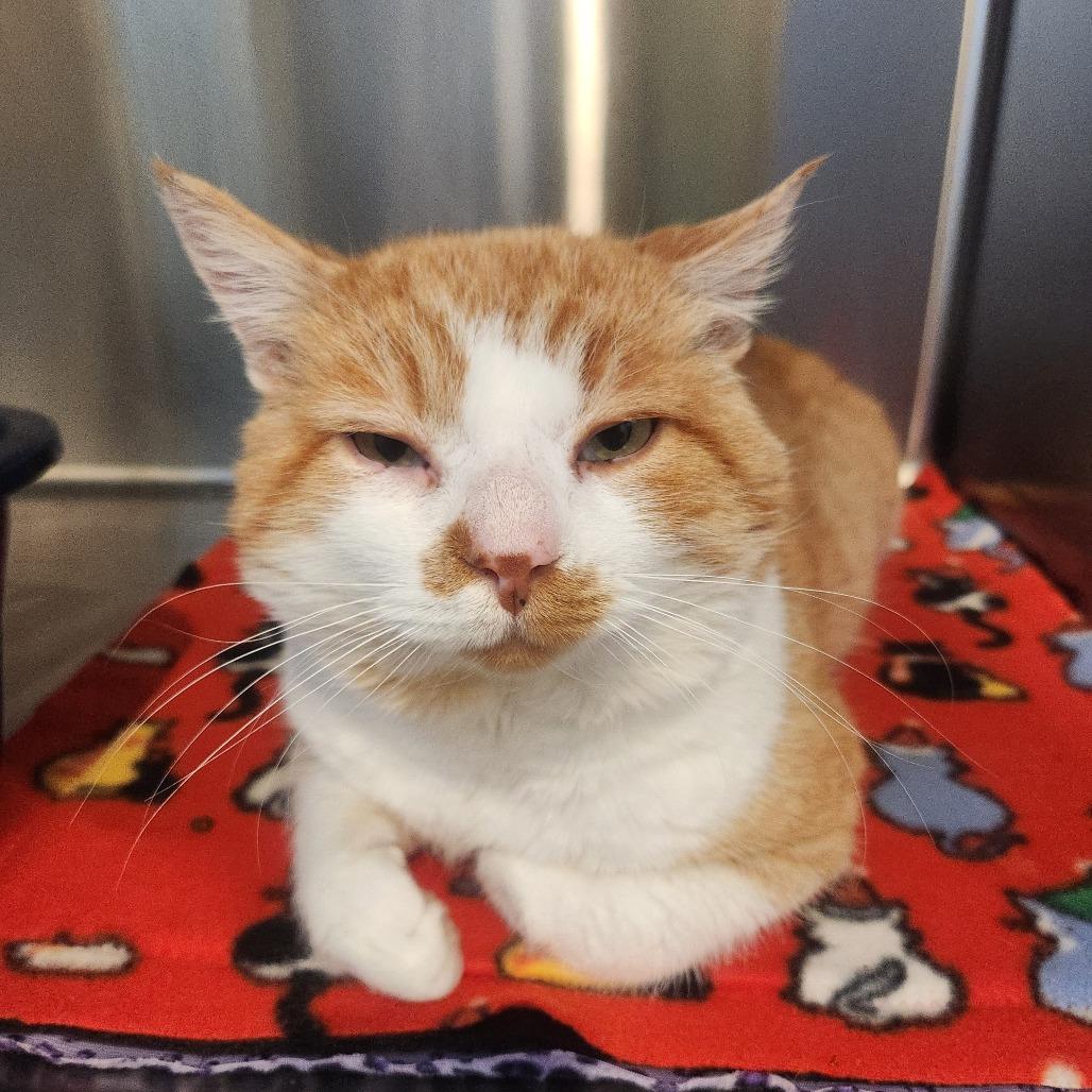 Nutcracker, a Adoptable Domestic Short Hair in Talent, OR image 3/6