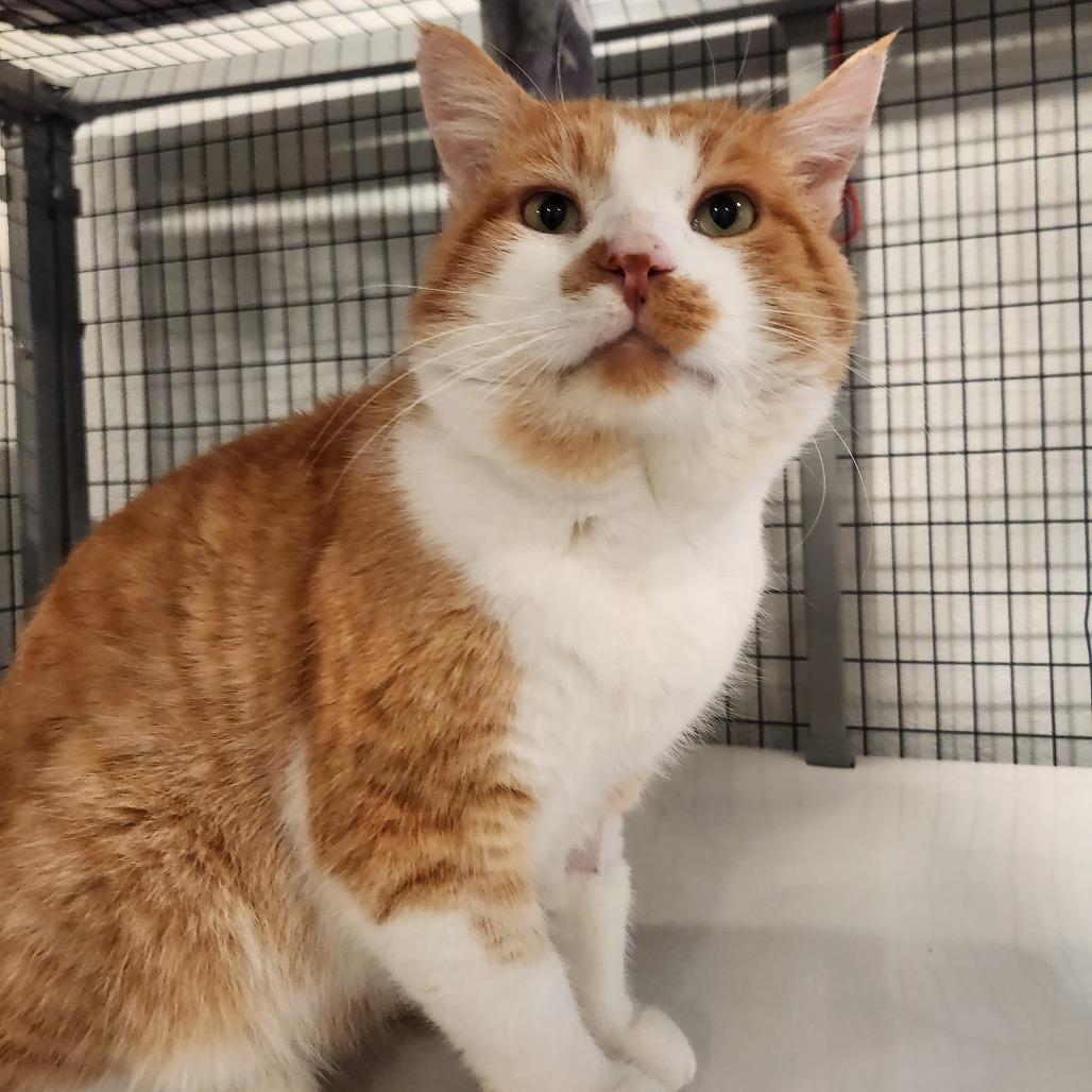 Nutcracker, a Adoptable Domestic Short Hair in Talent, OR image 3/4