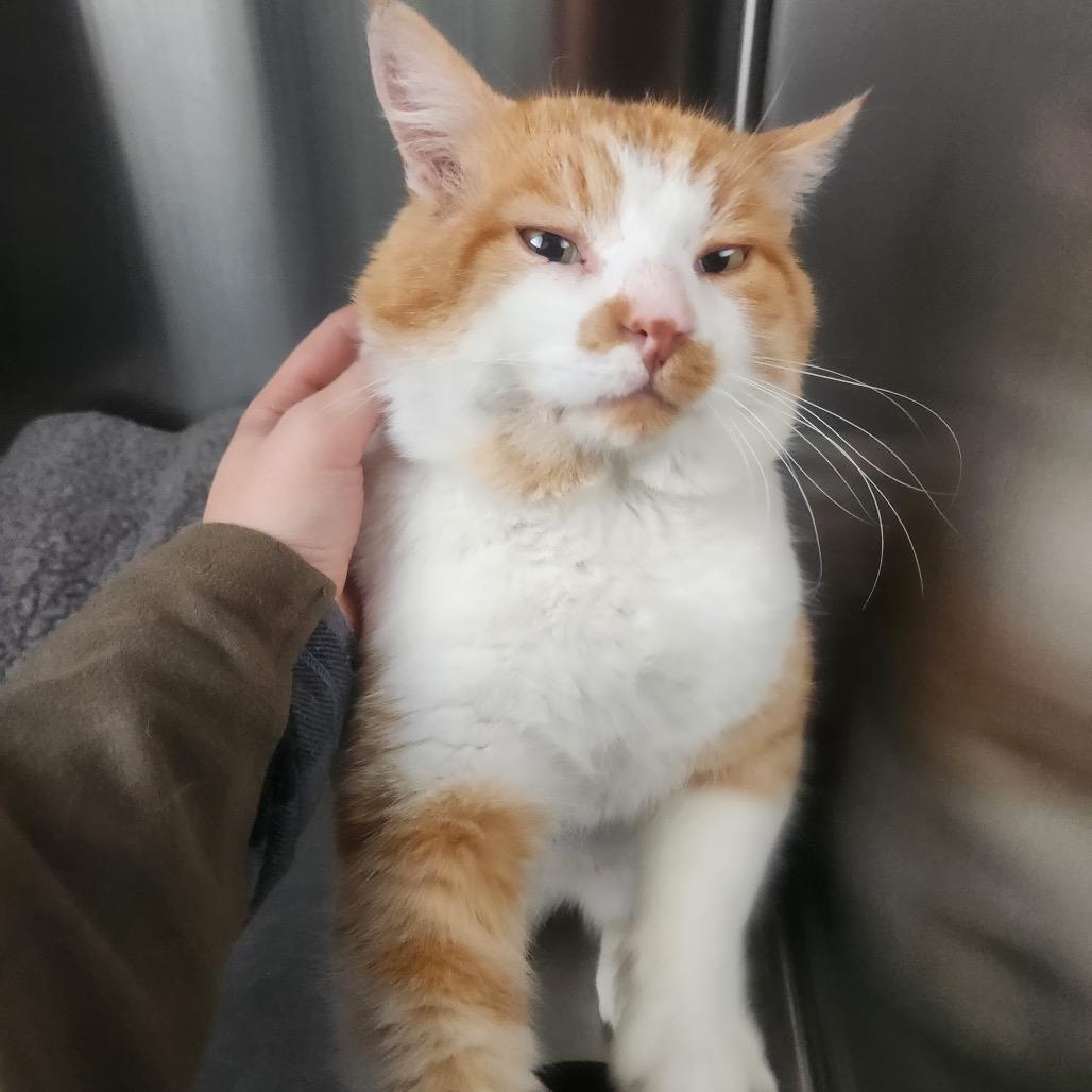 Nutcracker, a Adoptable Domestic Short Hair in Talent, OR image 4/4