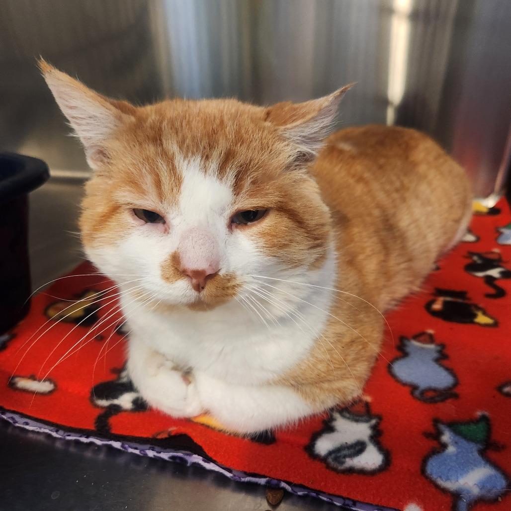 Nutcracker, a Adoptable Domestic Short Hair in Talent, OR image 6/6