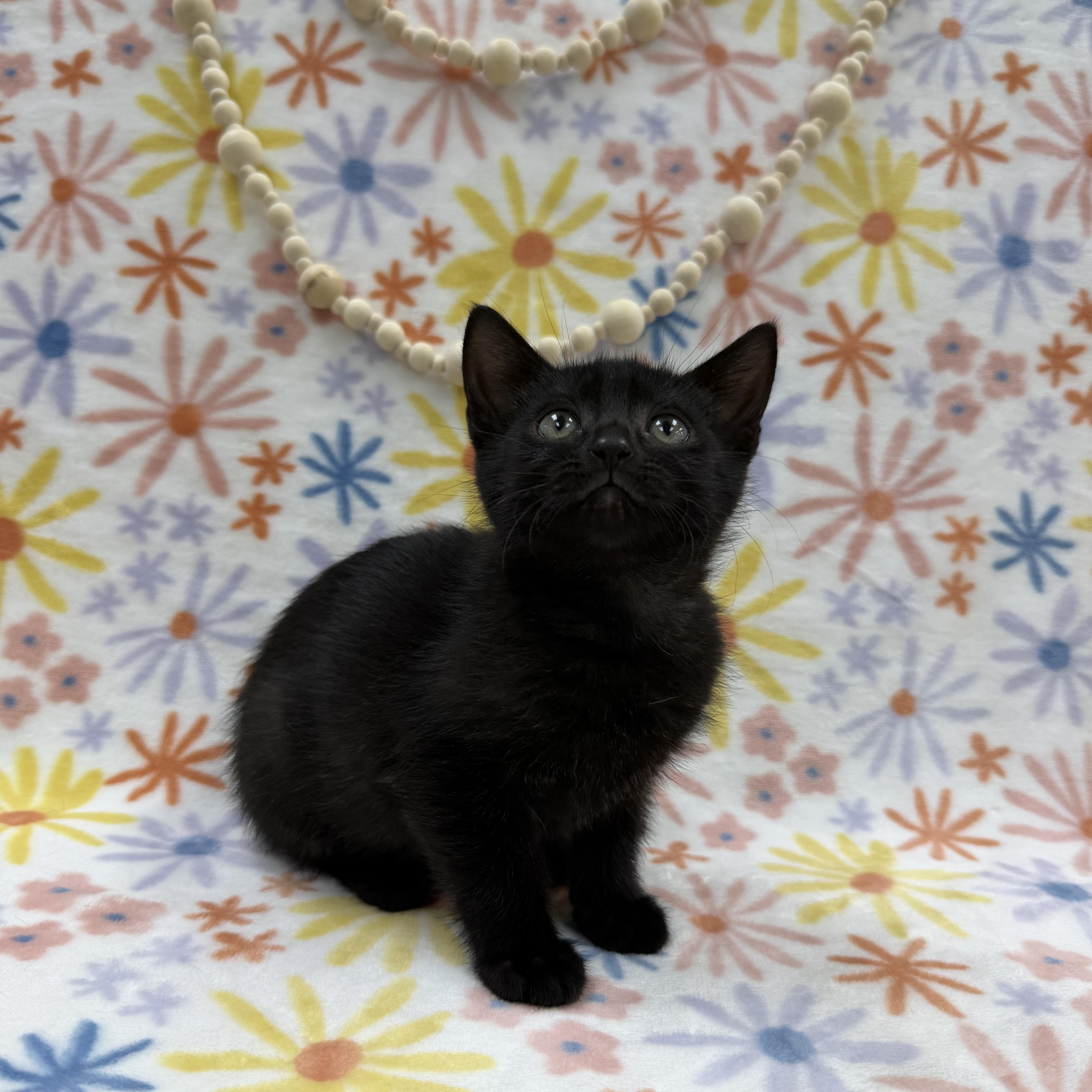 Enlarge Sapling, a ADOPTABLE Domestic Short Hair in Columbus, OH image 5/5