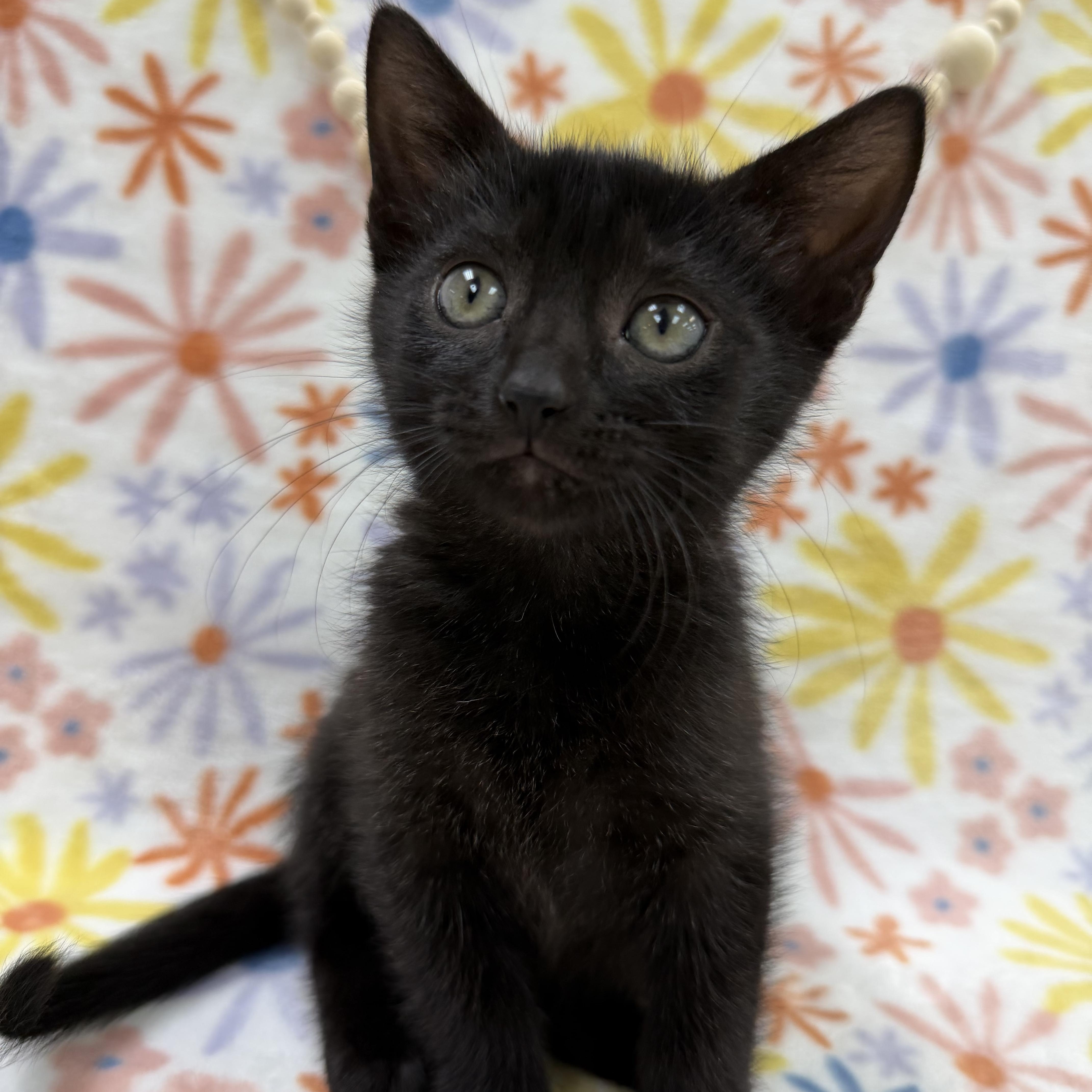 Enlarge Sapling, a ADOPTABLE Domestic Short Hair in Columbus, OH image 2/5