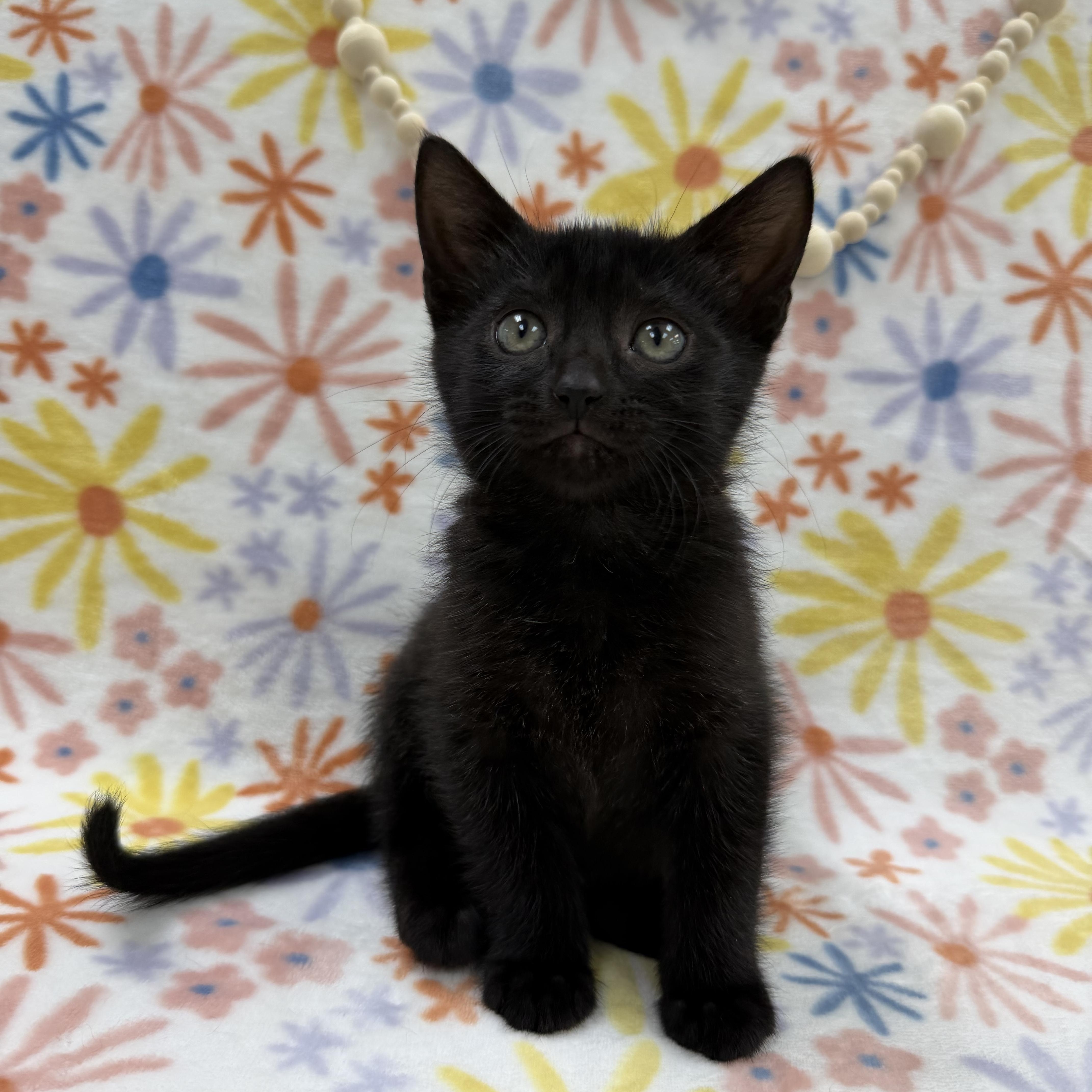 Enlarge Sapling, a ADOPTABLE Domestic Short Hair in Columbus, OH image 4/5